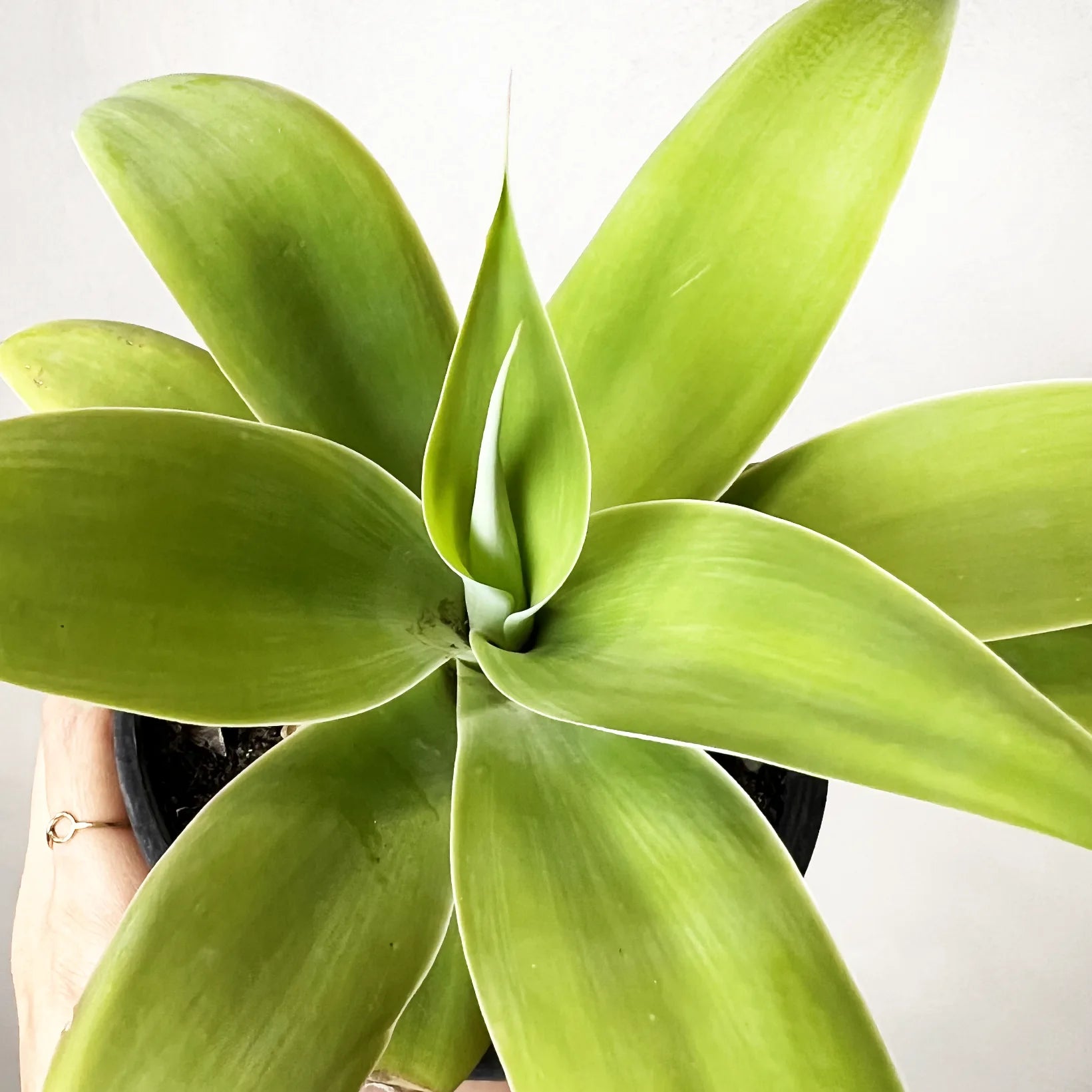 Agave Attenuata