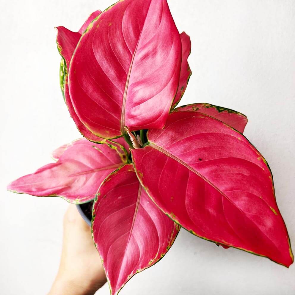 Aglaonema Ruby Red