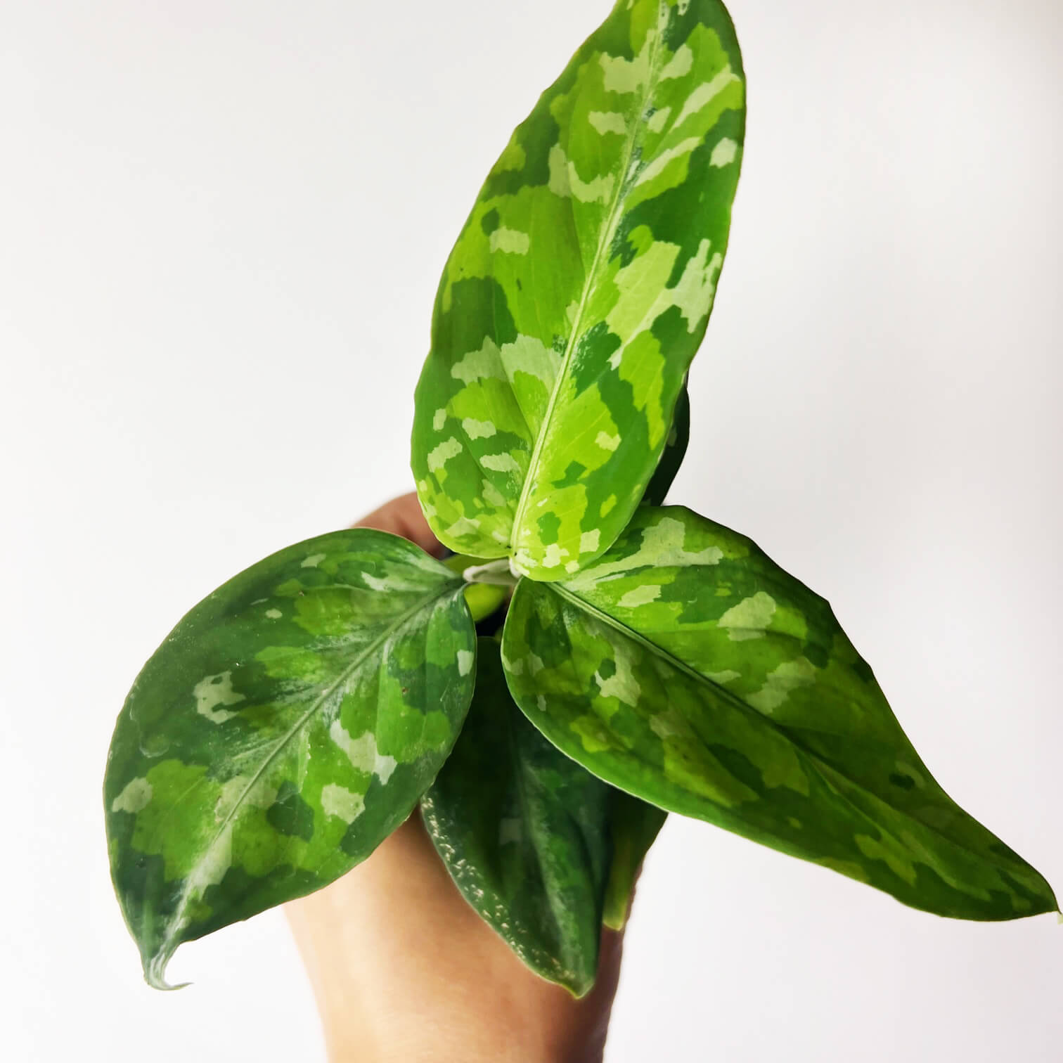 Baby Aglaonema Pictum Tricolor