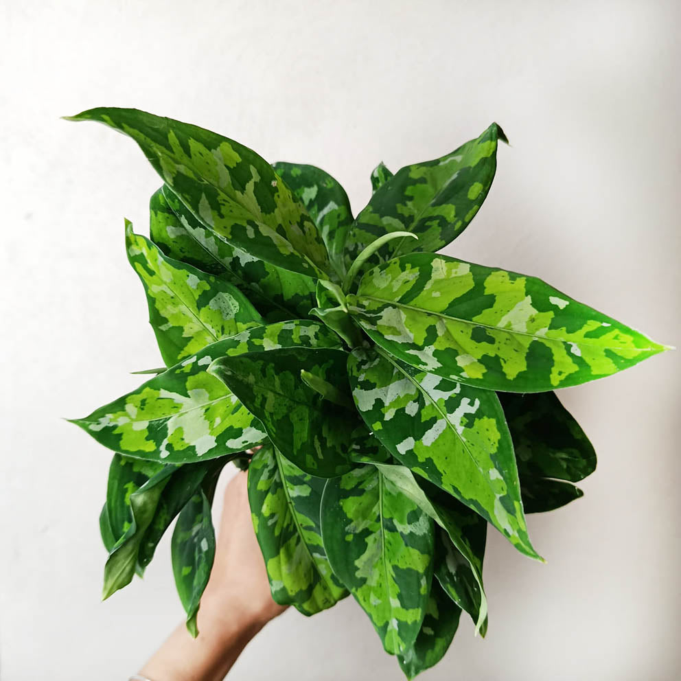 Aglaonema Pictum Tricolor