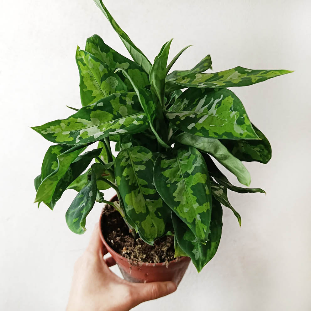Aglaonema Pictum Tricolor