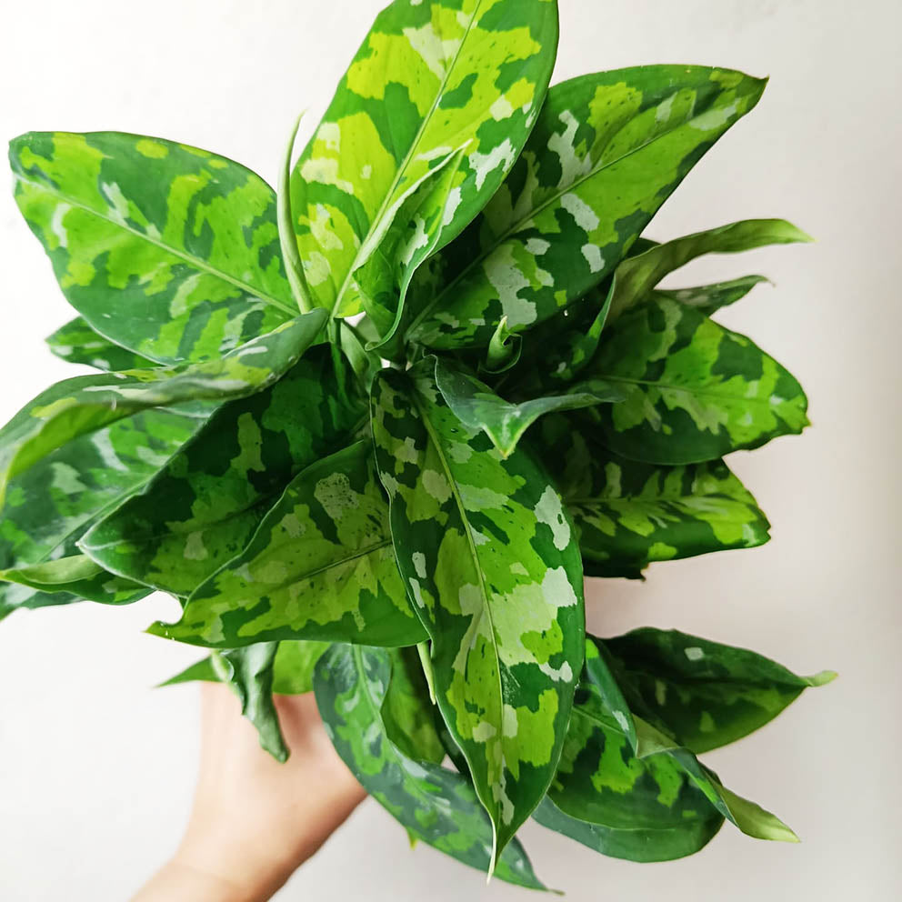 Aglaonema Pictum Tricolor