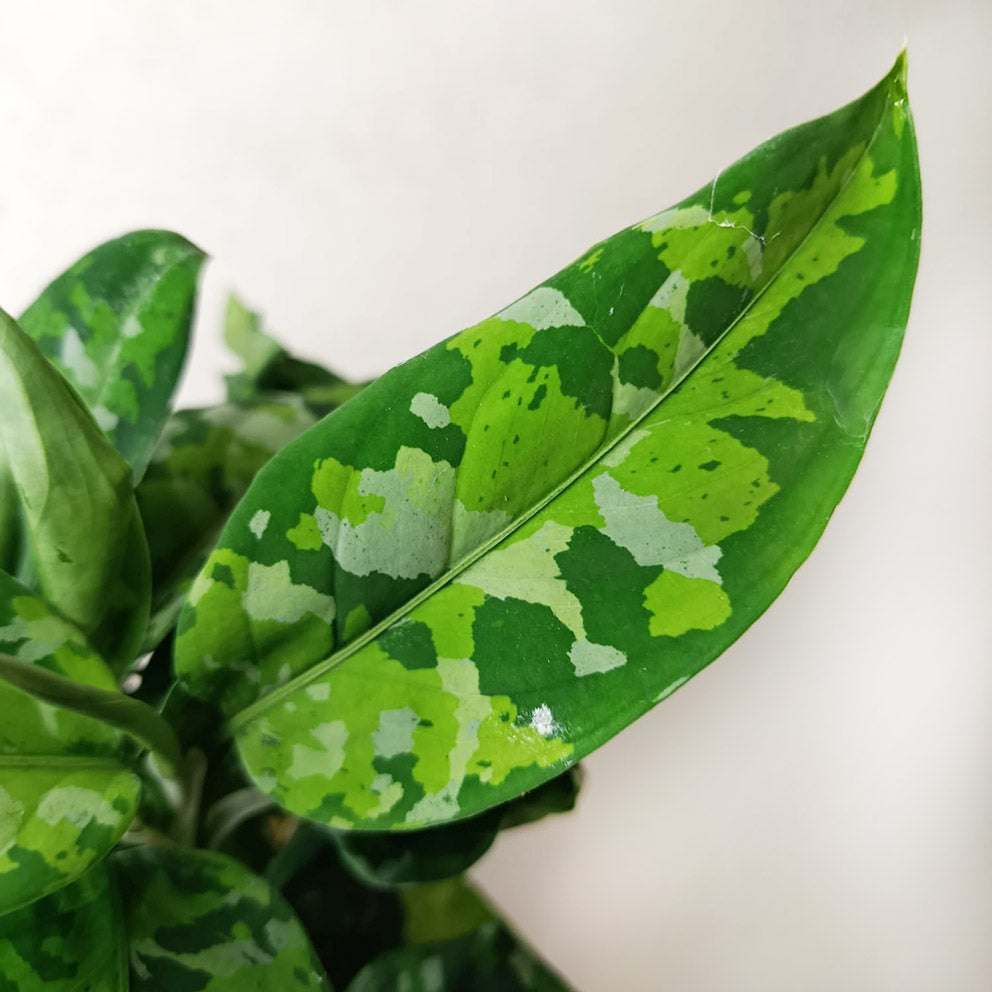Aglaonema Pictum Tricolor