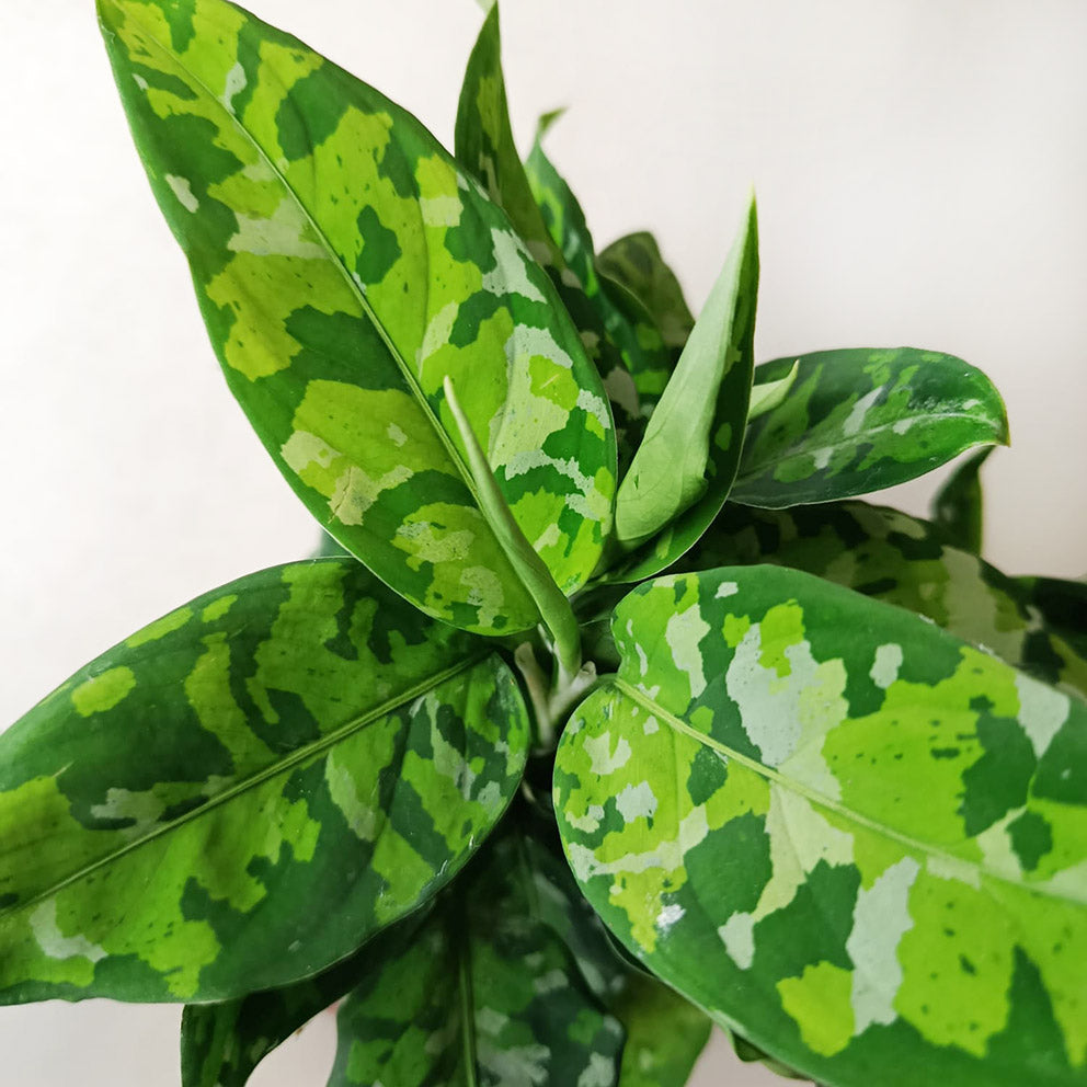 Aglaonema Pictum Tricolor