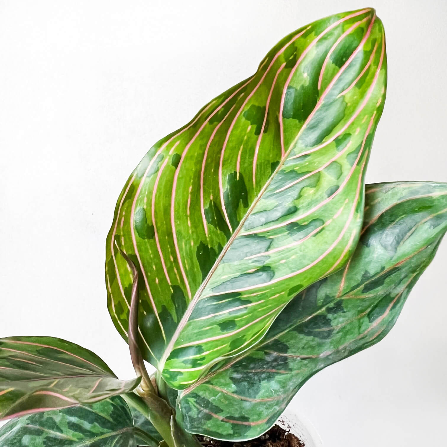 Aglaonema Red Army