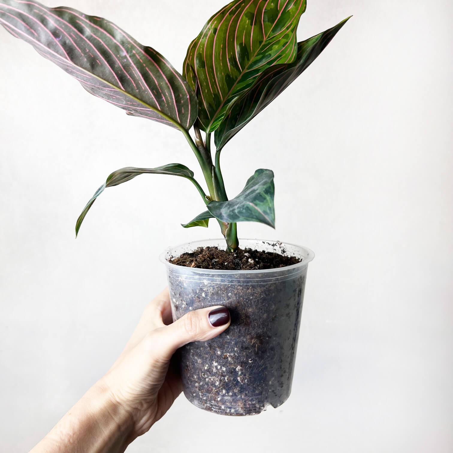 Aglaonema Red Army