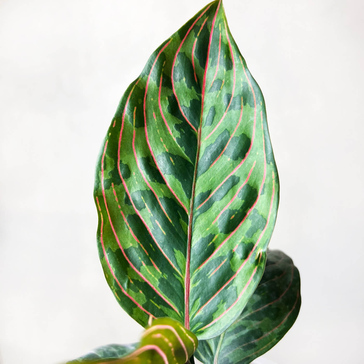 Aglaonema Red Army