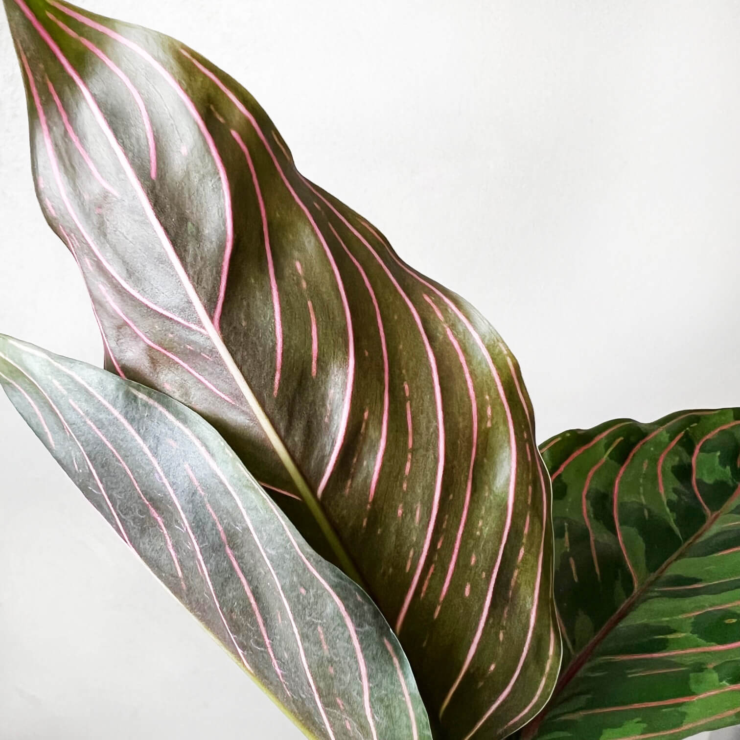 Aglaonema Red Army