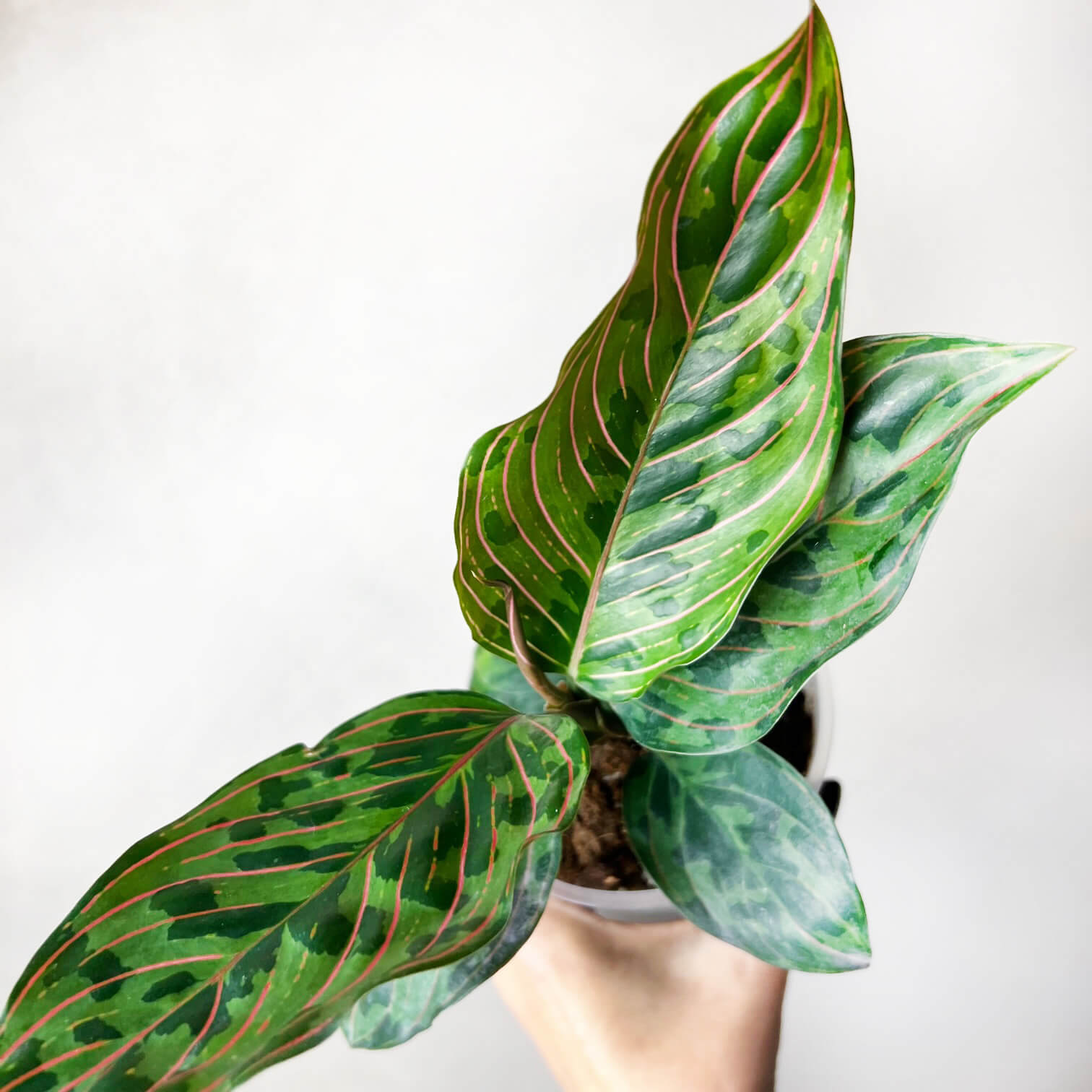 Aglaonema Red Army