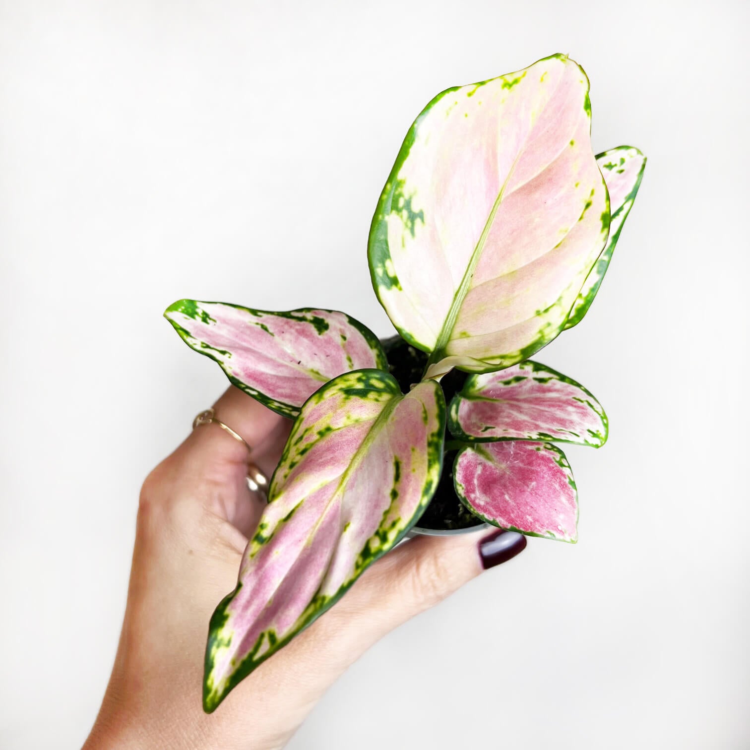 Baby Aglaonema Red Zirkon