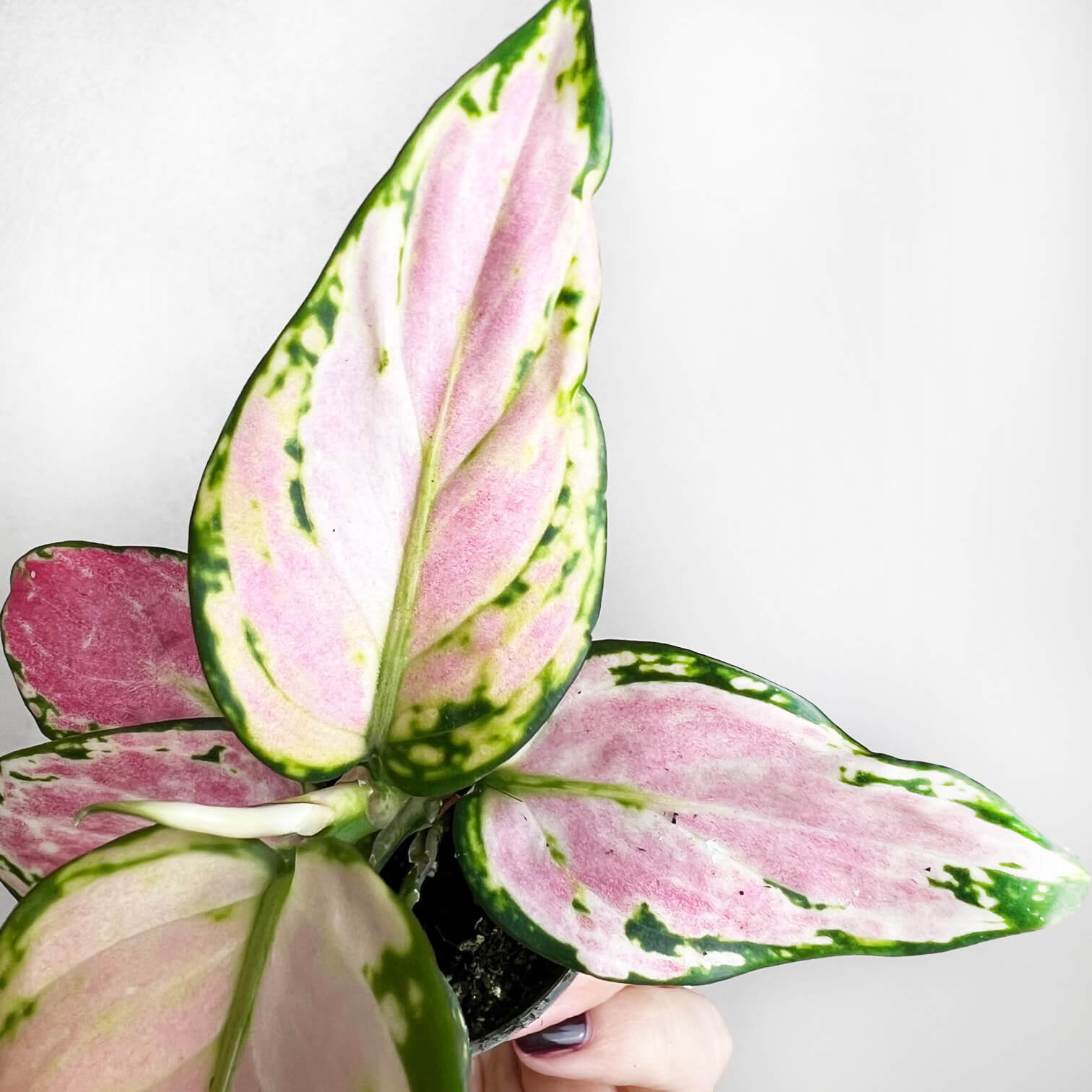 Baby Aglaonema Red Zirkon