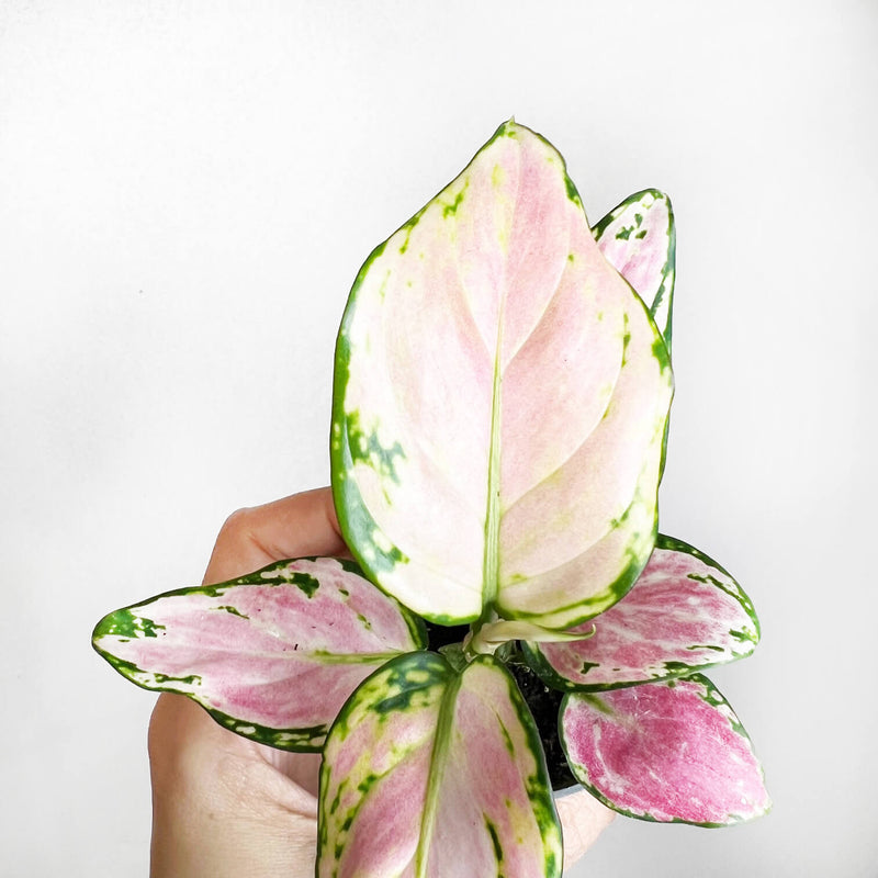 Baby Aglaonema Red Zirkon
