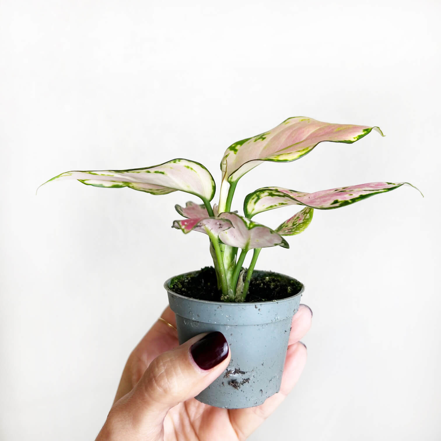 Baby Aglaonema Red Zirkon