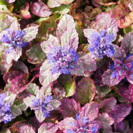 Ajuga reptans 'Burgundy Glow'