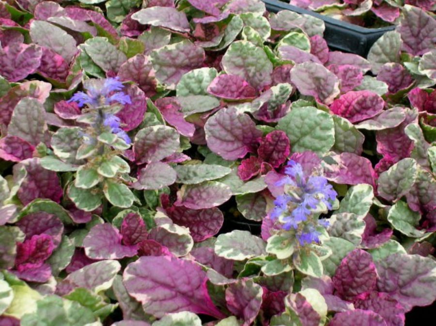 » Ajuga reptans 'Burgundy Glow' (100% off)