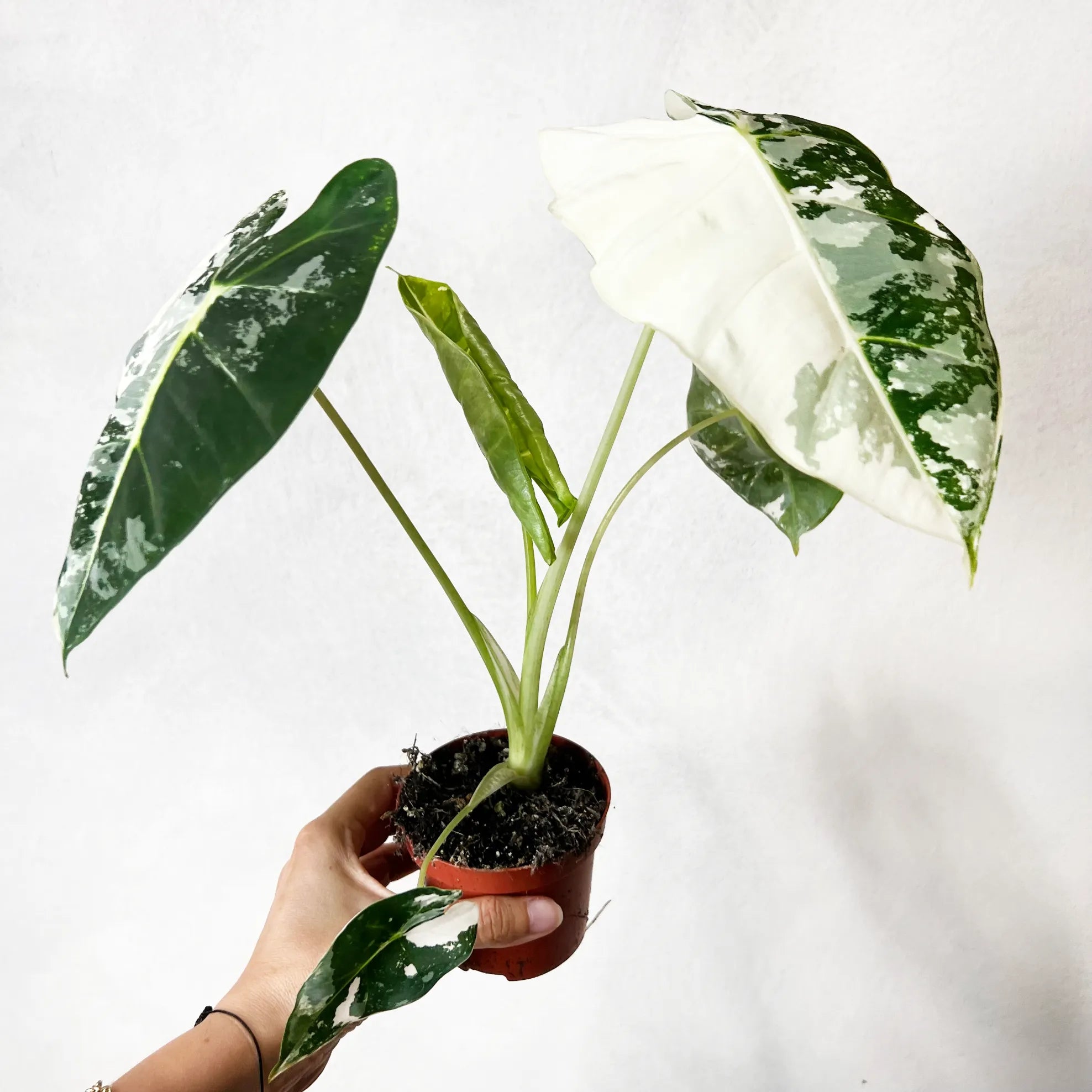 Alocasia Frydeck variegata