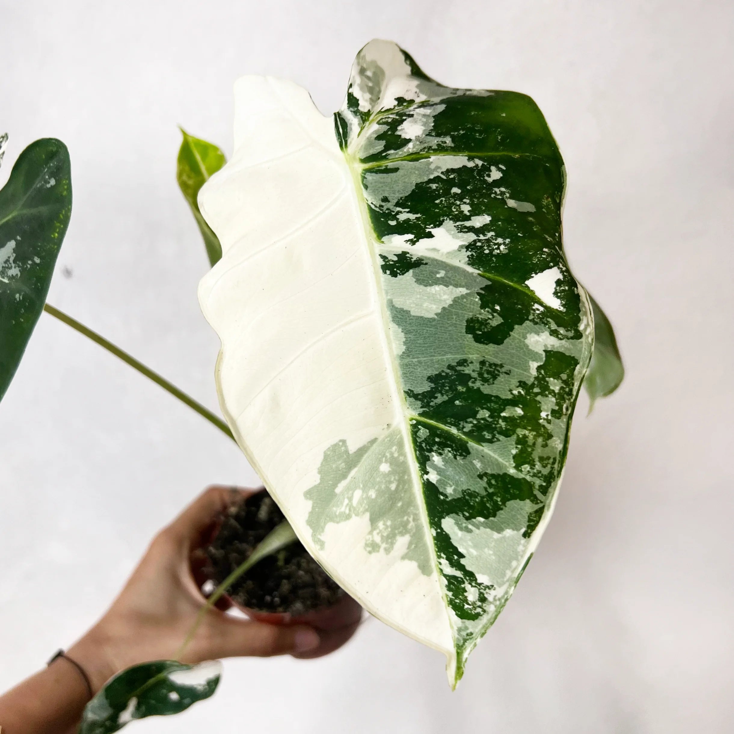 Alocasia Frydeck variegata