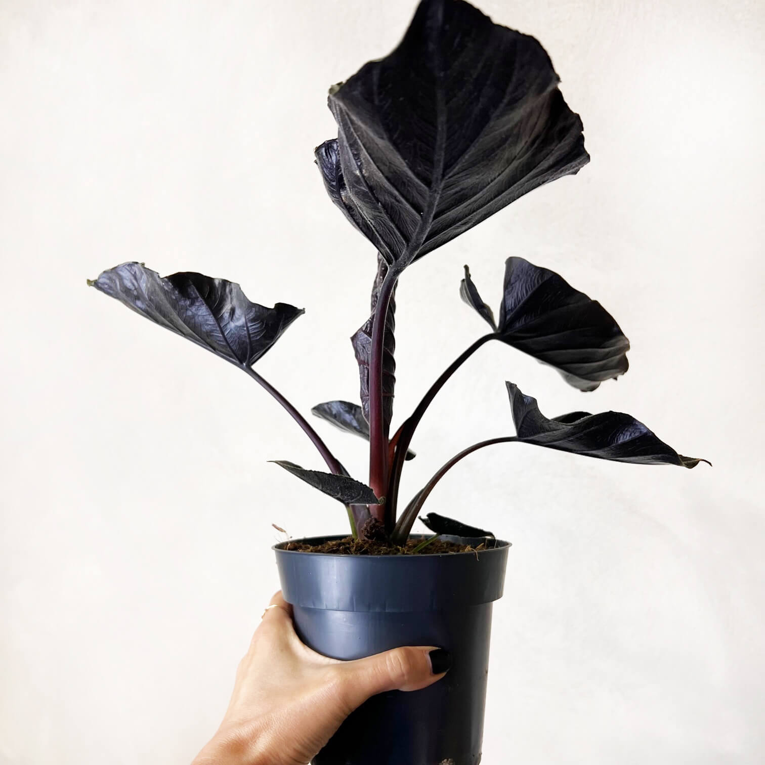 Alocasia Antoro Velvet