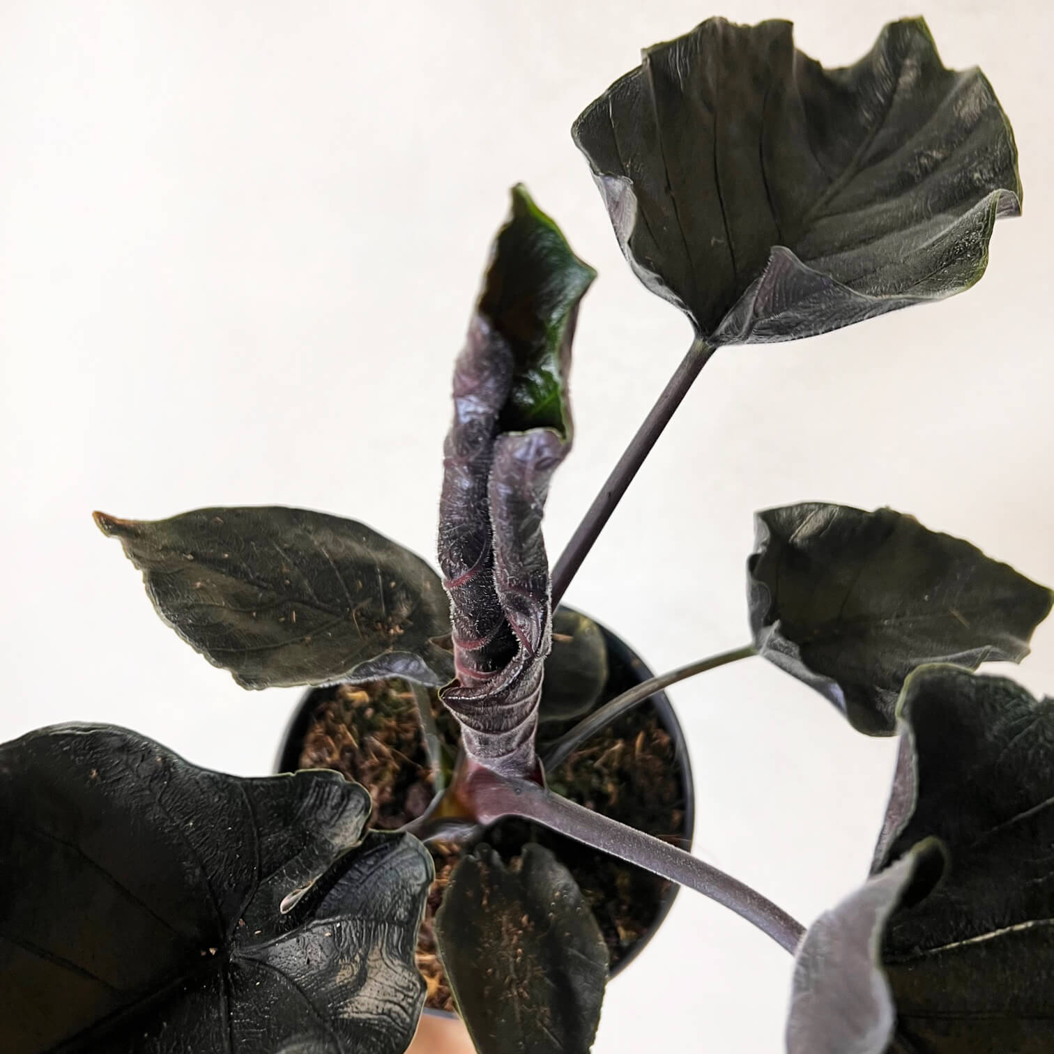 Alocasia Antoro Velvet