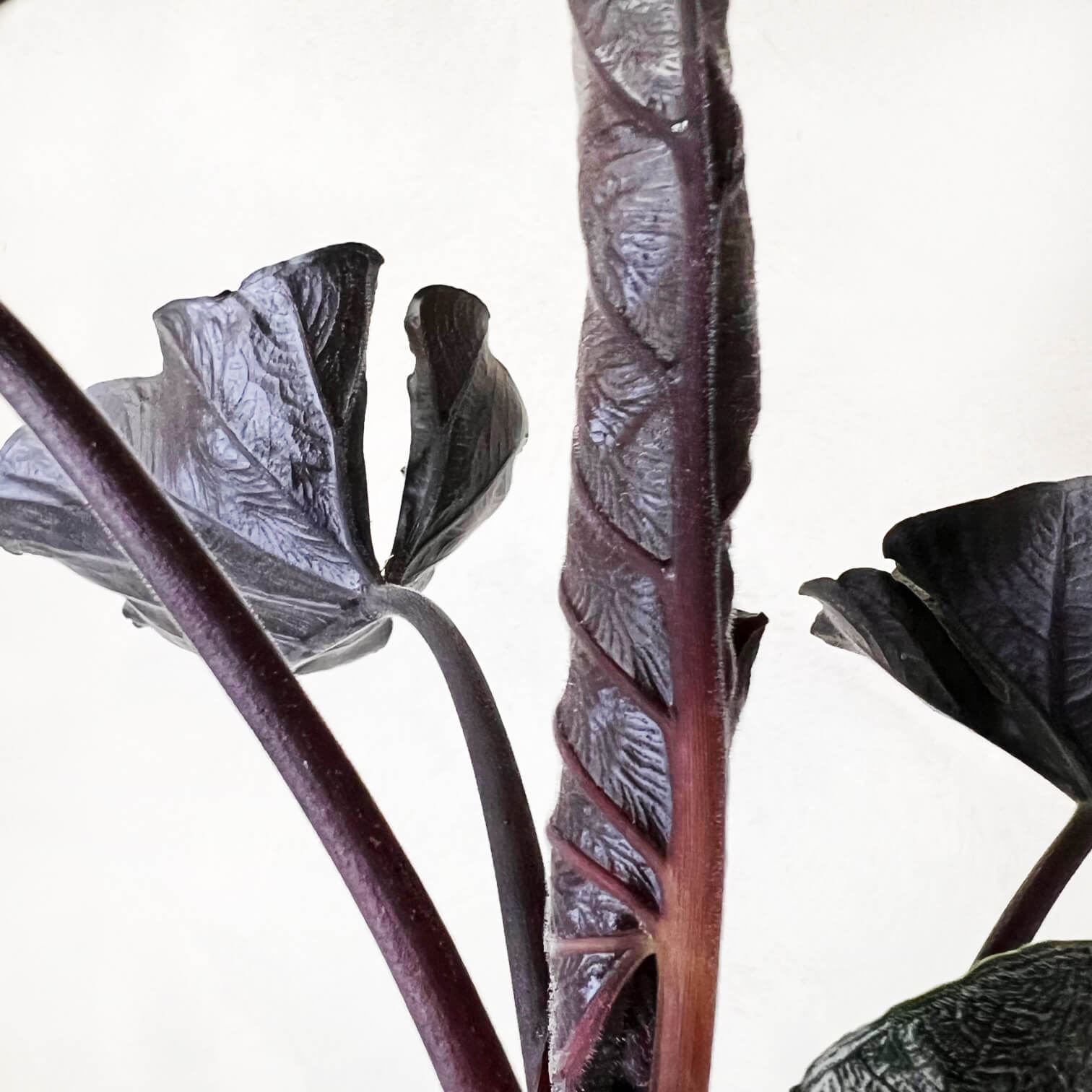 Alocasia Antoro Velvet