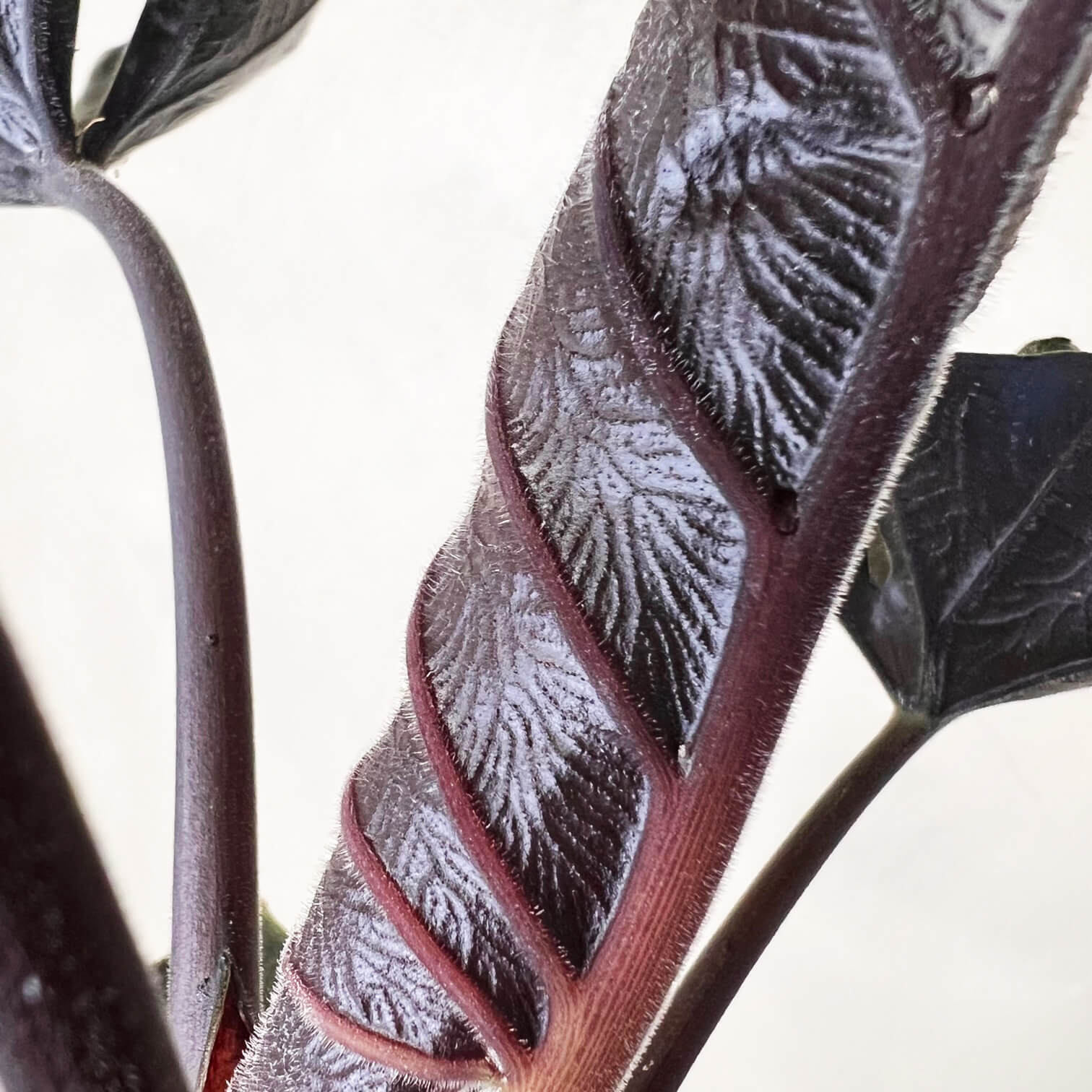 Alocasia Antoro Velvet