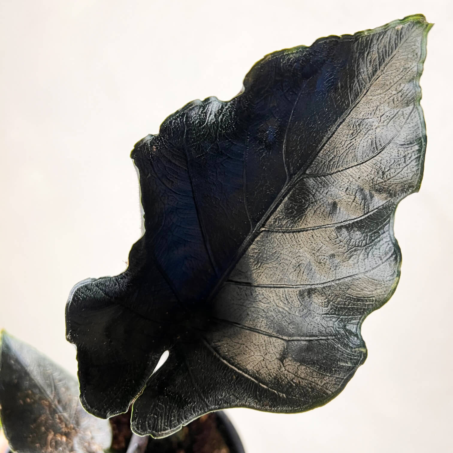Alocasia Antoro Velvet