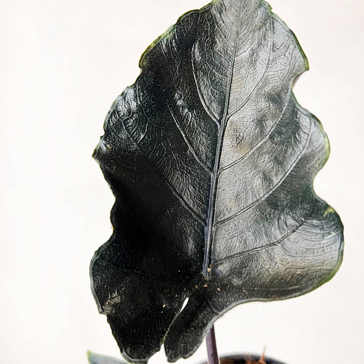 Alocasia Antoro Velvet