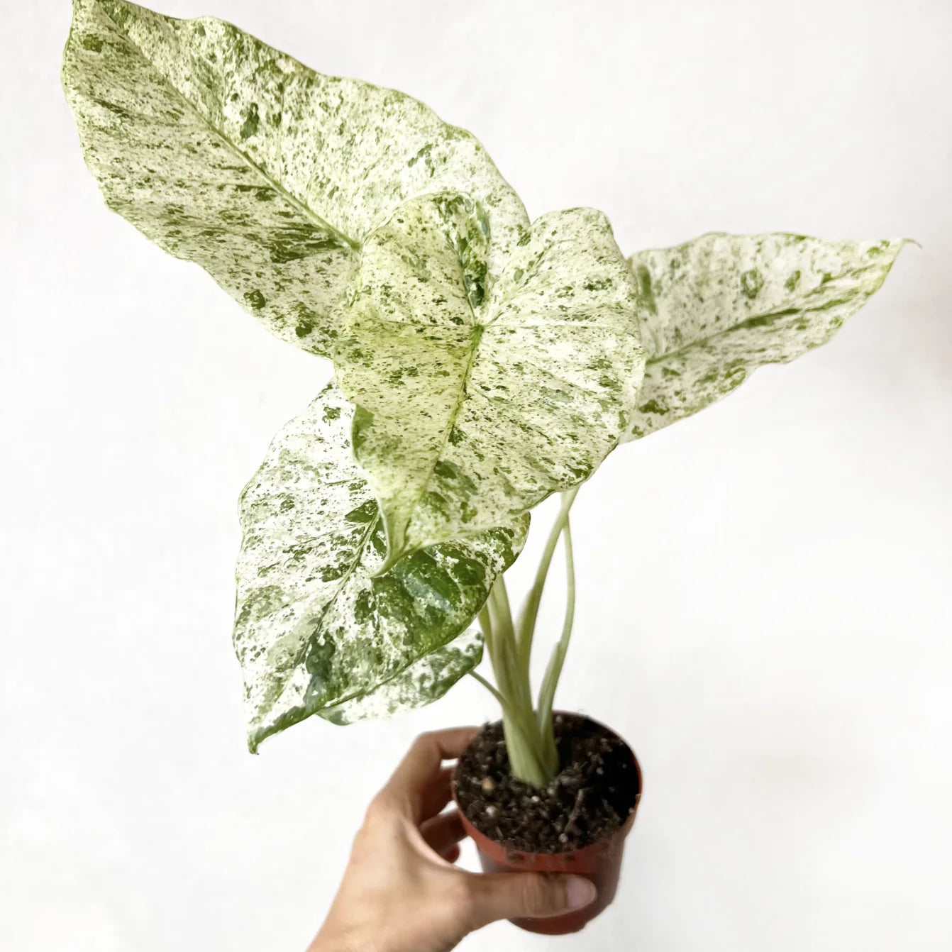 Alocasia macrorrhizos 'Camouflage'