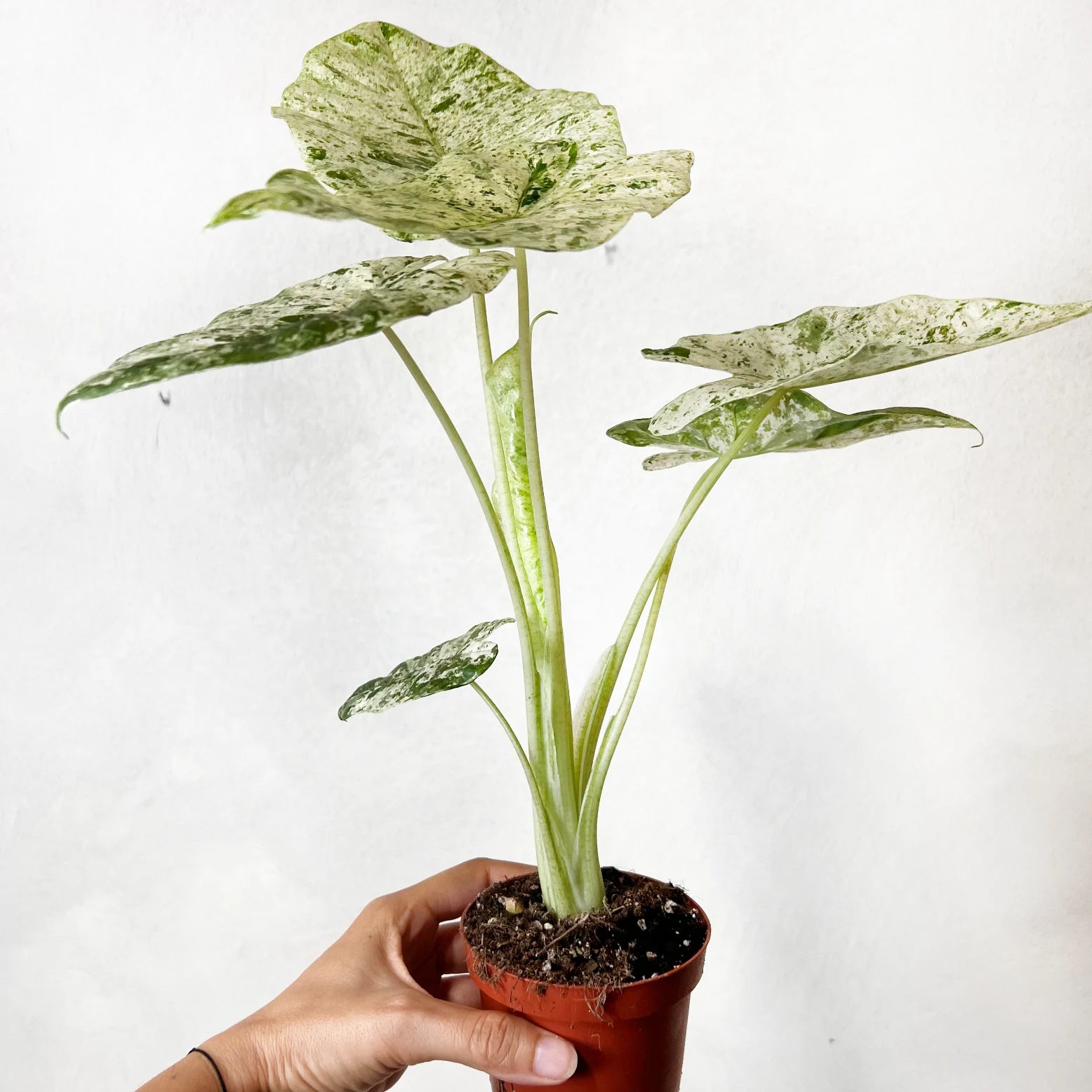 Alocasia macrorrhizos 'Camouflage'