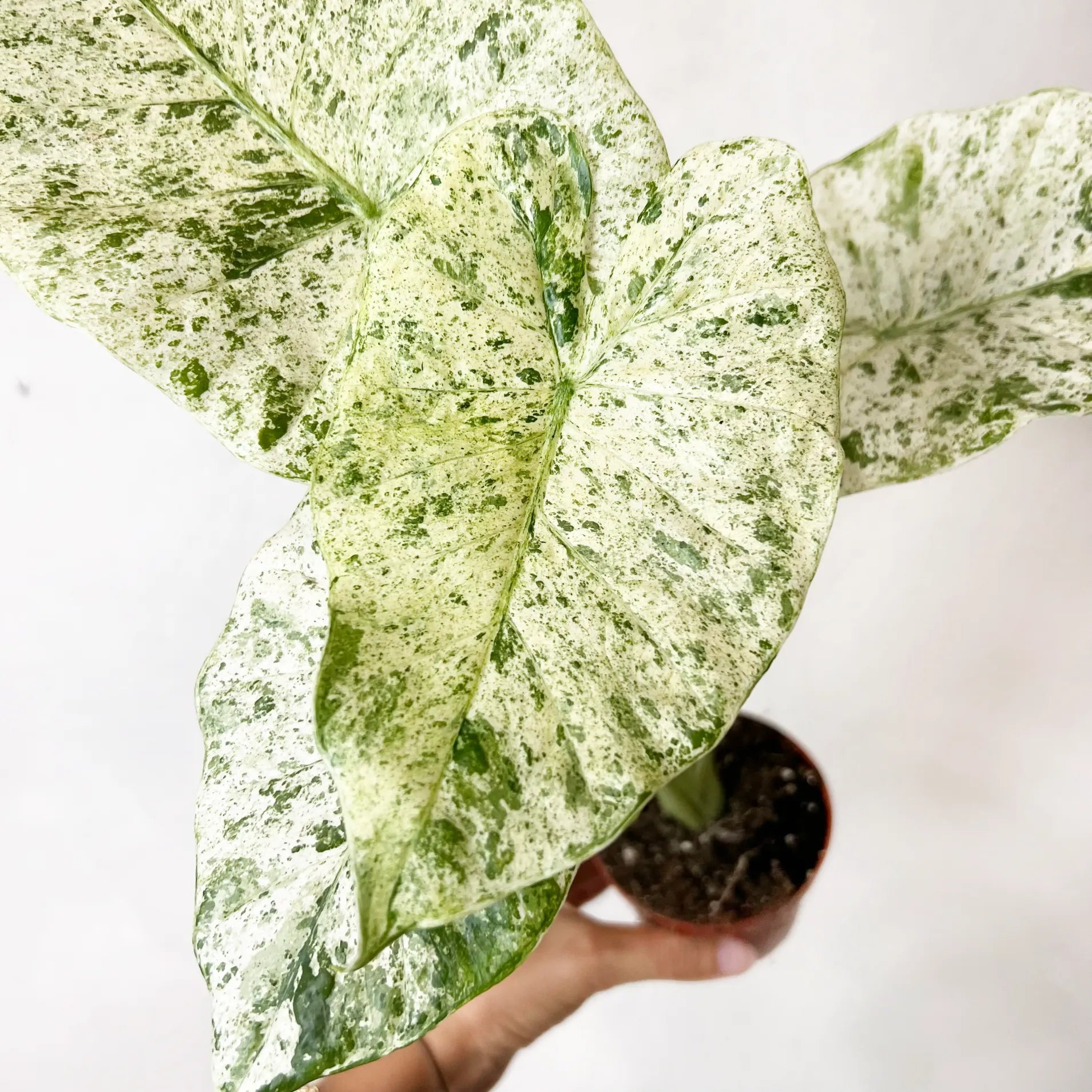 Alocasia macrorrhizos 'Camouflage'