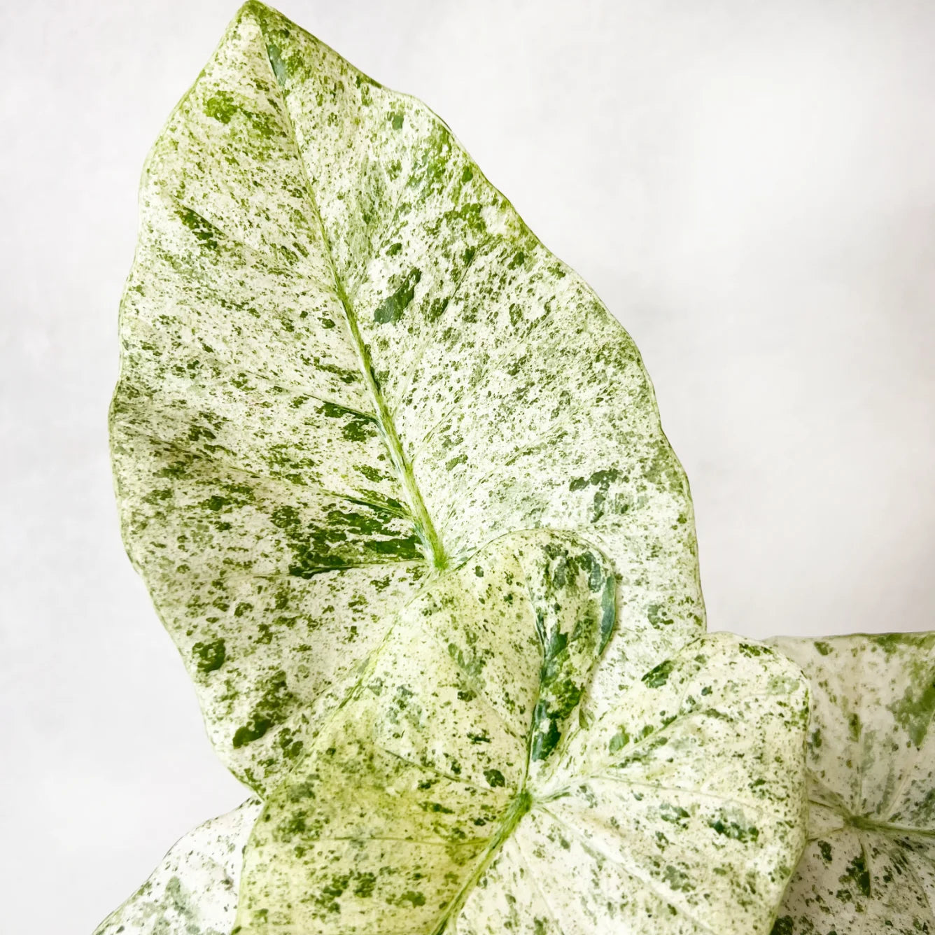 Alocasia macrorrhizos 'Camouflage'