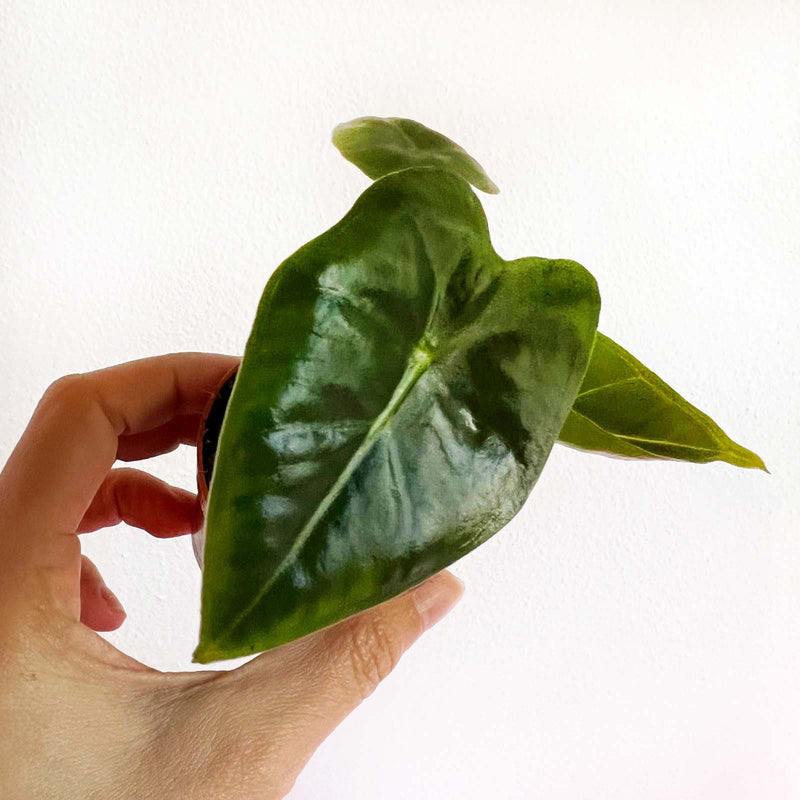 baby Alocasia Frydek baby Alocasia Frydek