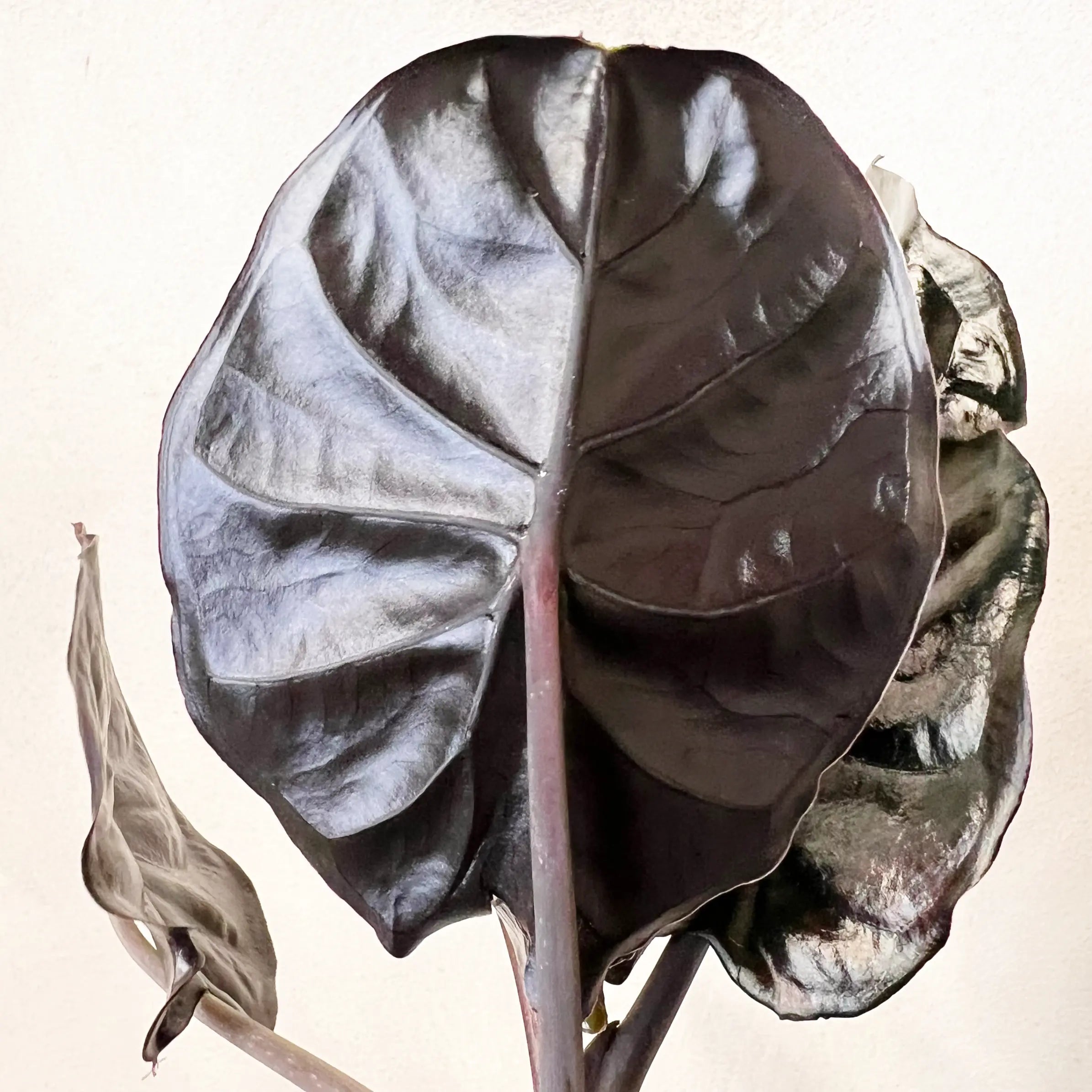 Alocasia infernalis BLACK MAGIC