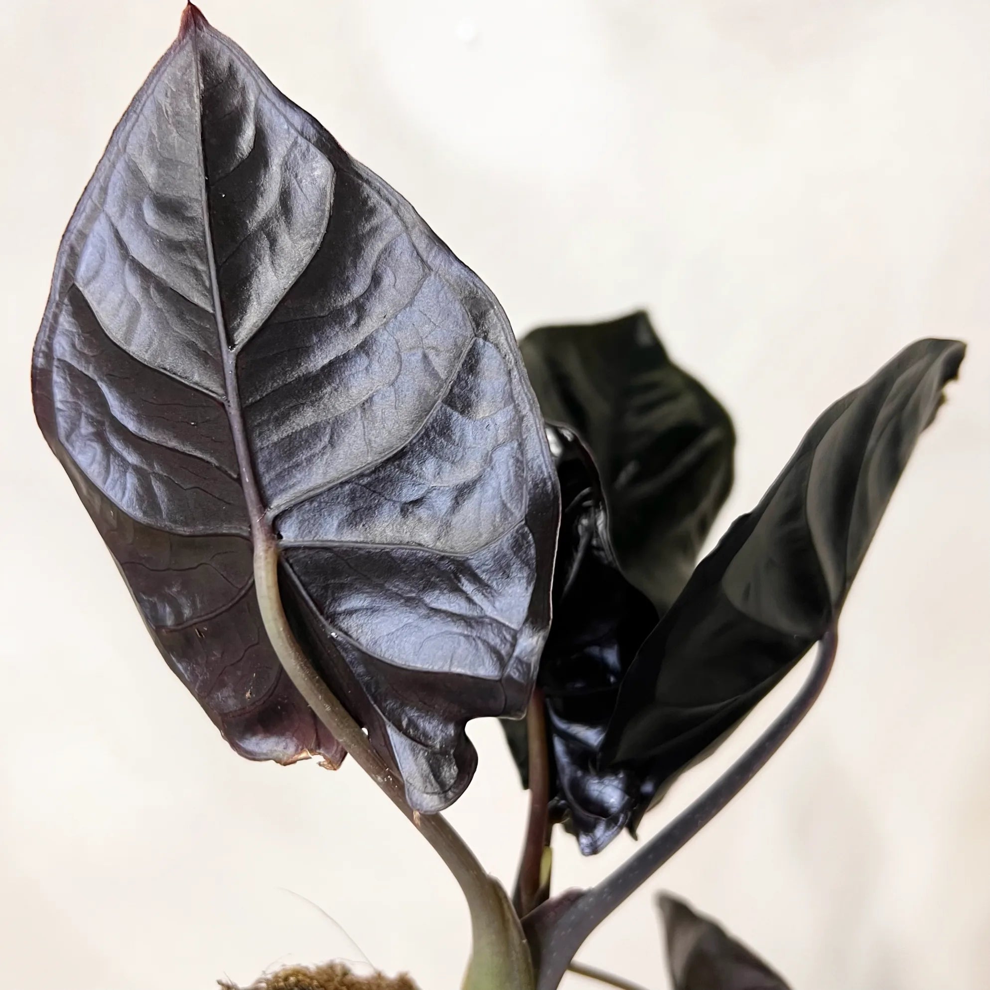 Alocasia infernalis BLACK MAGIC