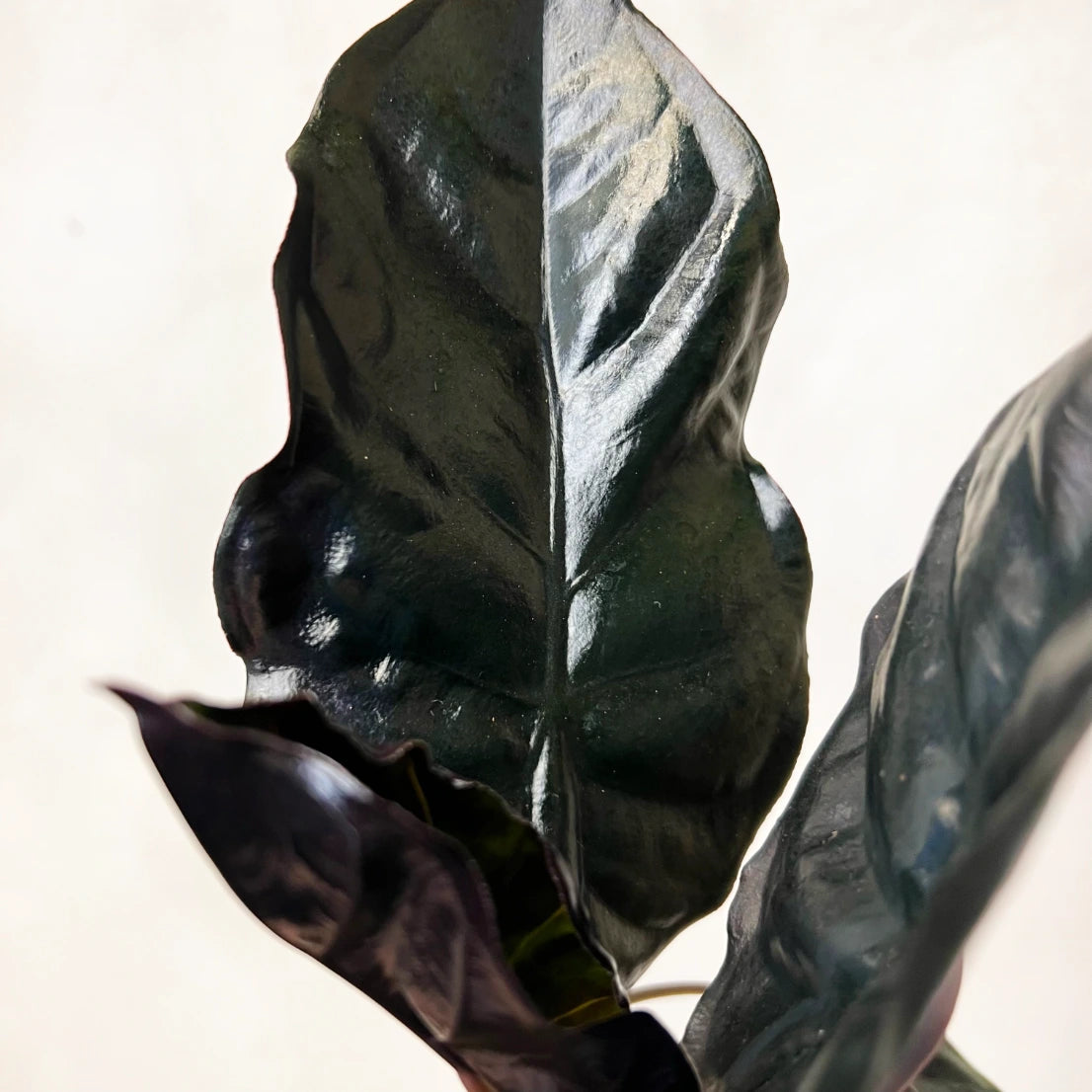 Alocasia infernalis BLACK MAGIC