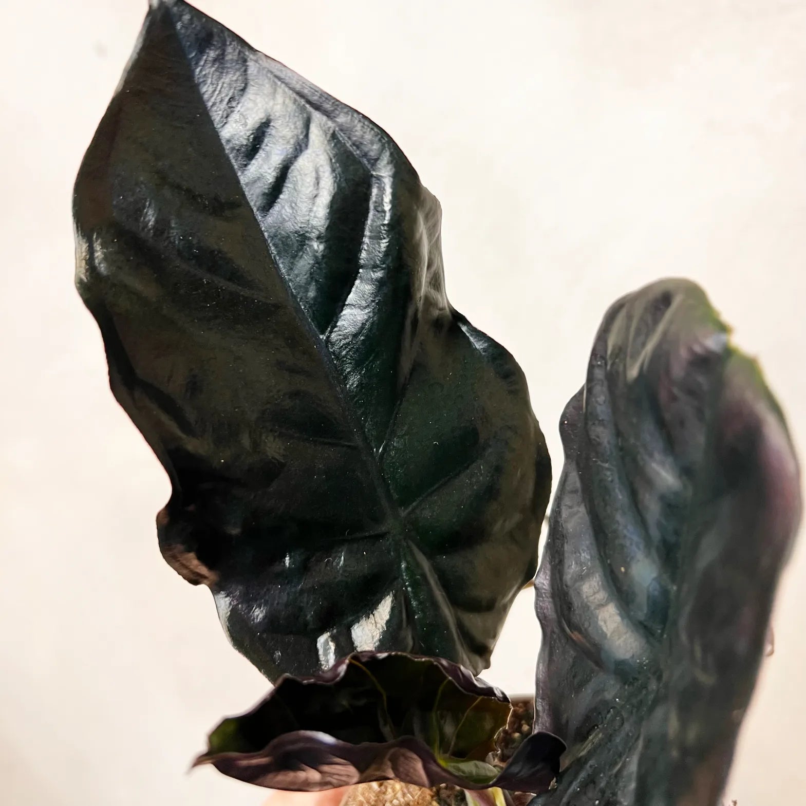 Alocasia infernalis BLACK MAGIC