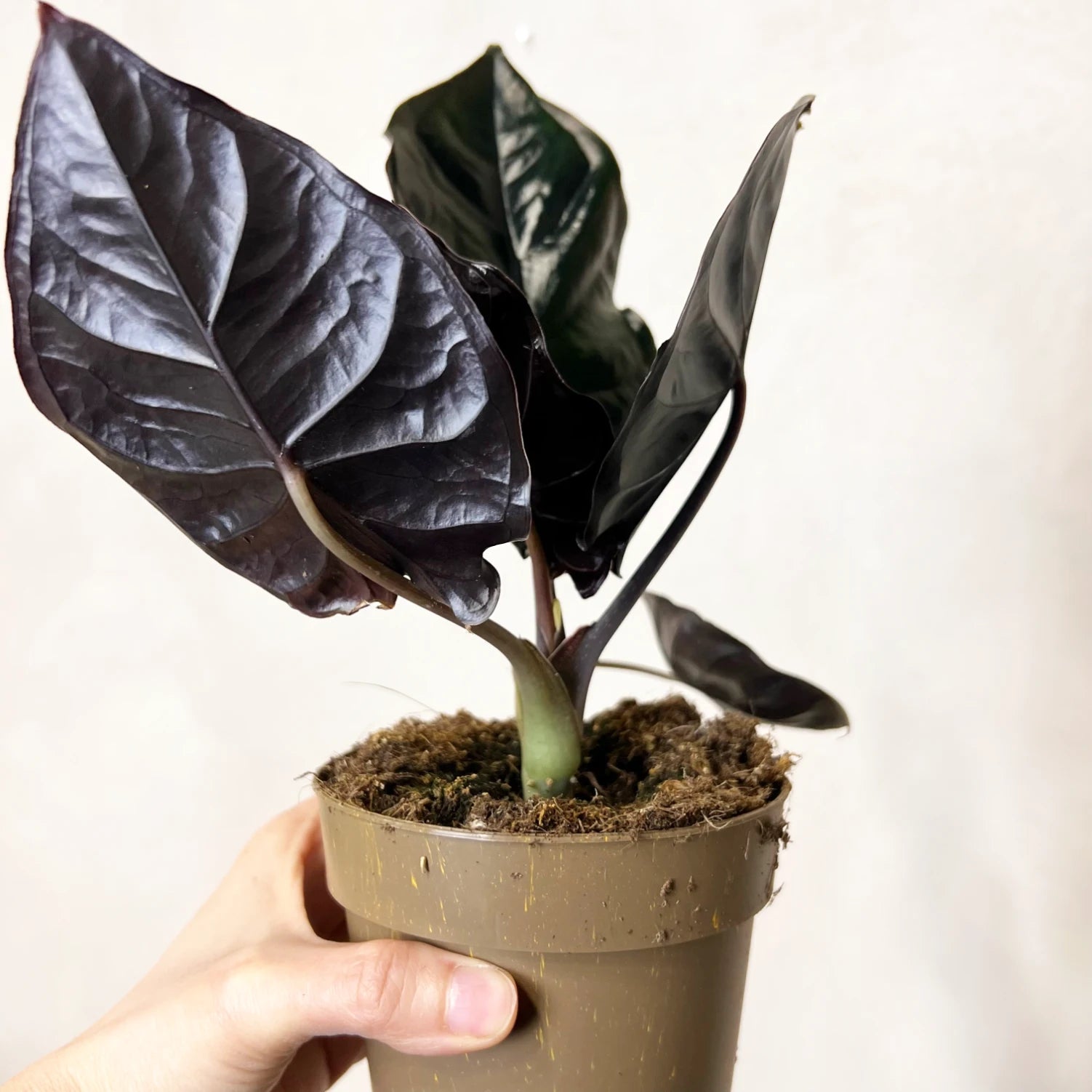 Alocasia infernalis BLACK MAGIC