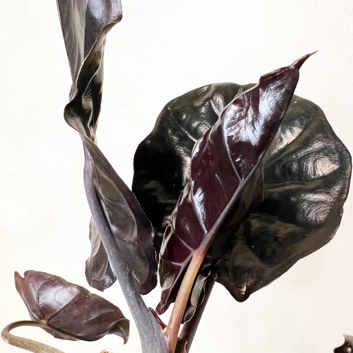 Alocasia infernalis BLACK MAGIC