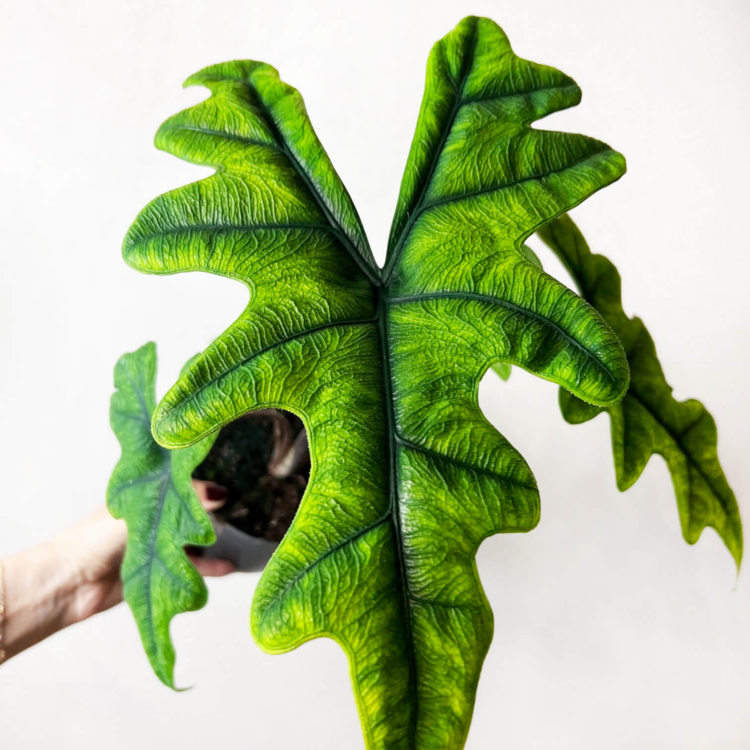 Alocasia Jacklyn