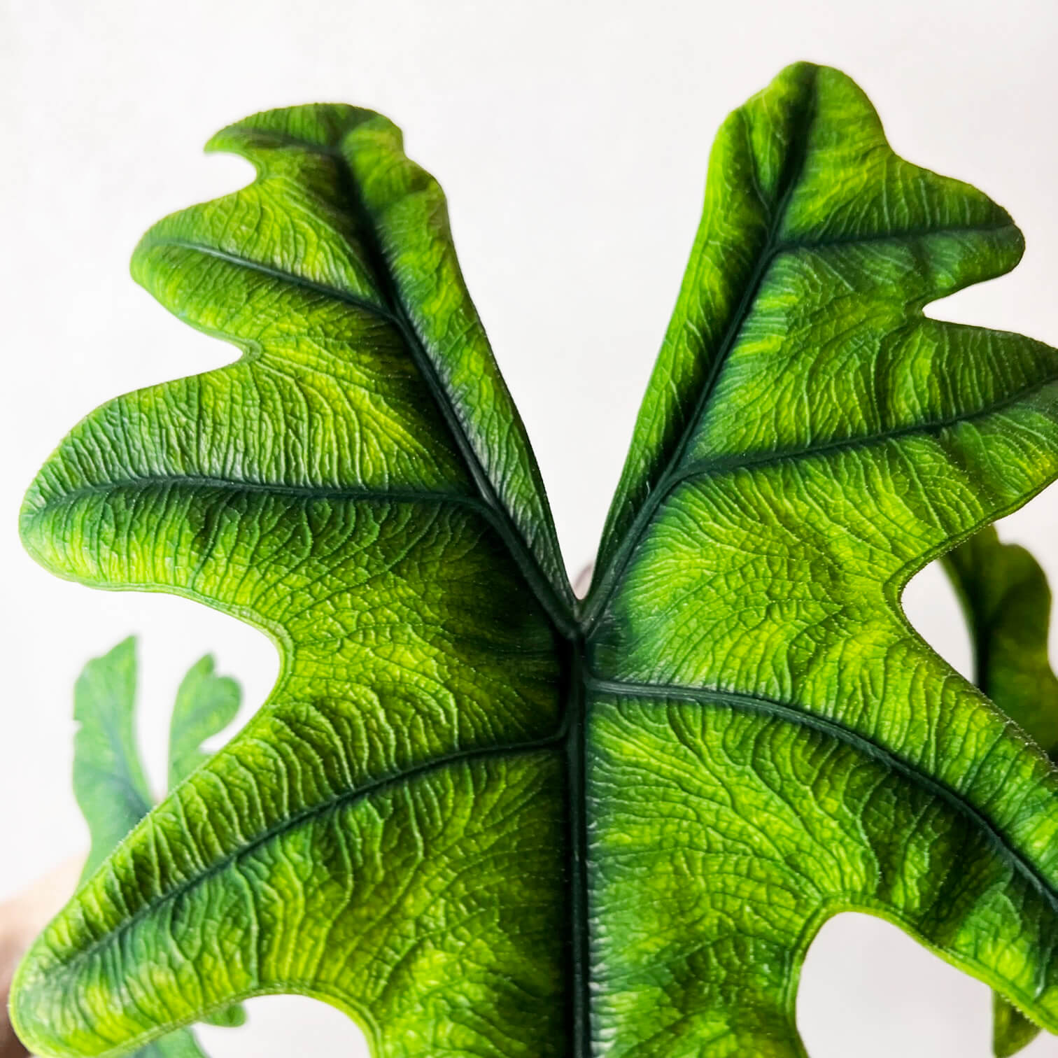 Alocasia Jacklyn
