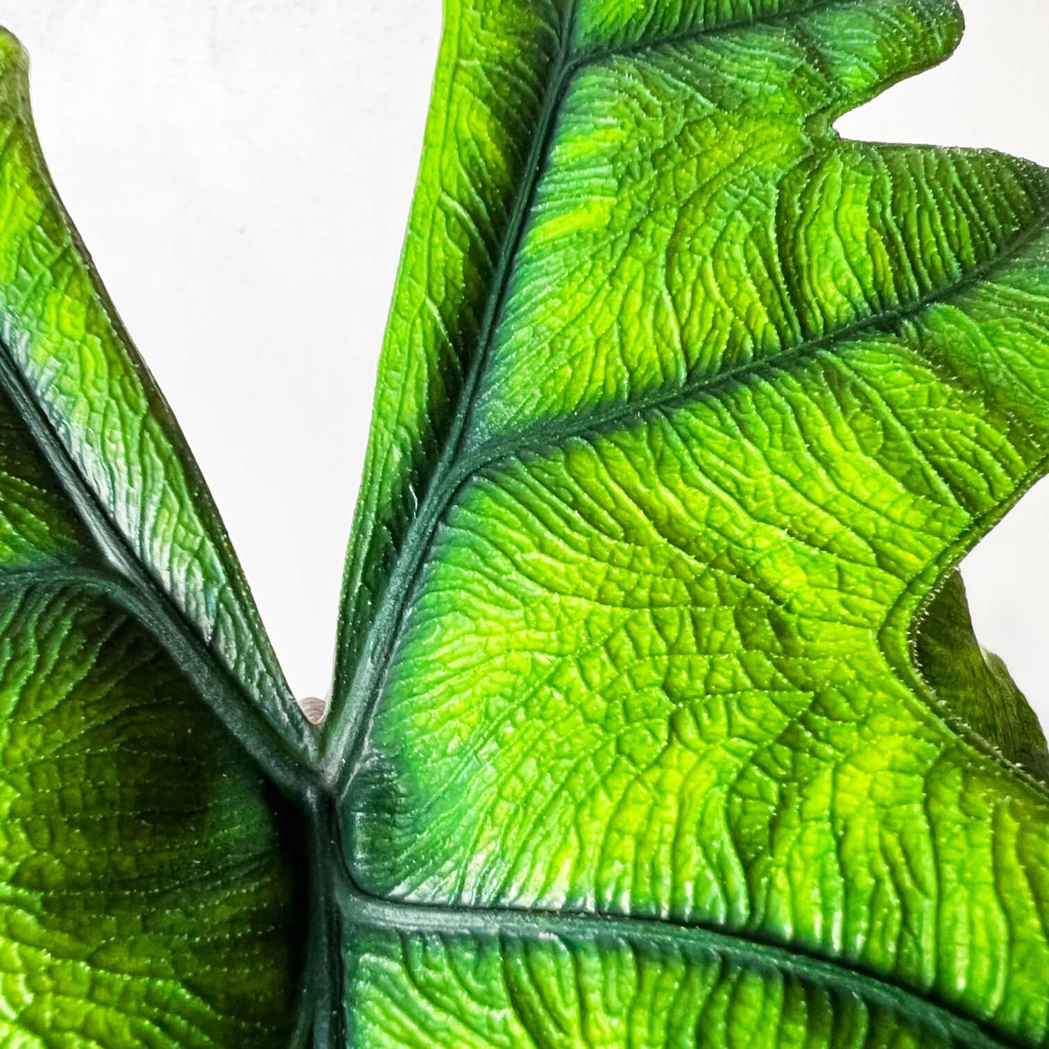 Alocasia Jacklyn