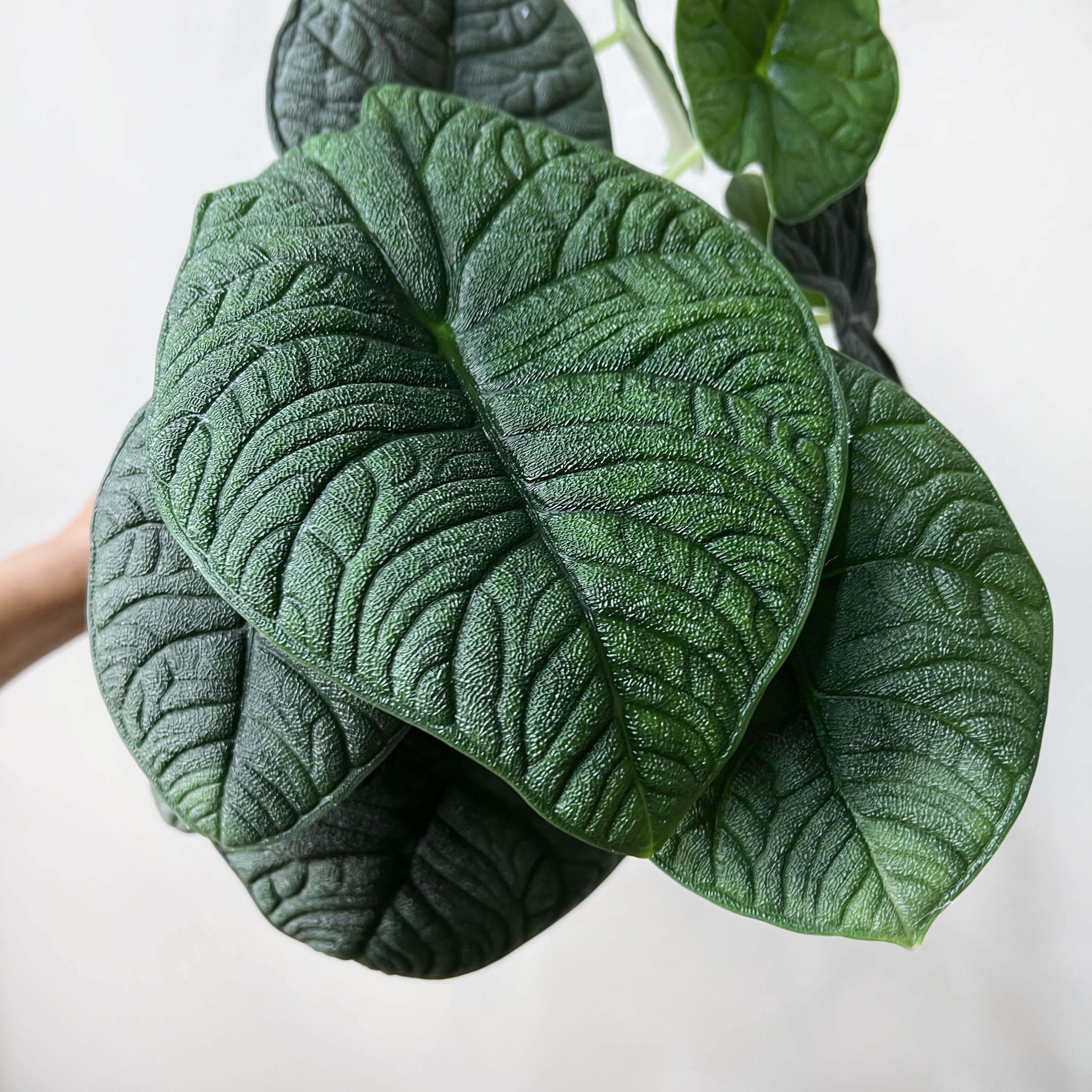 Alocasia Melo