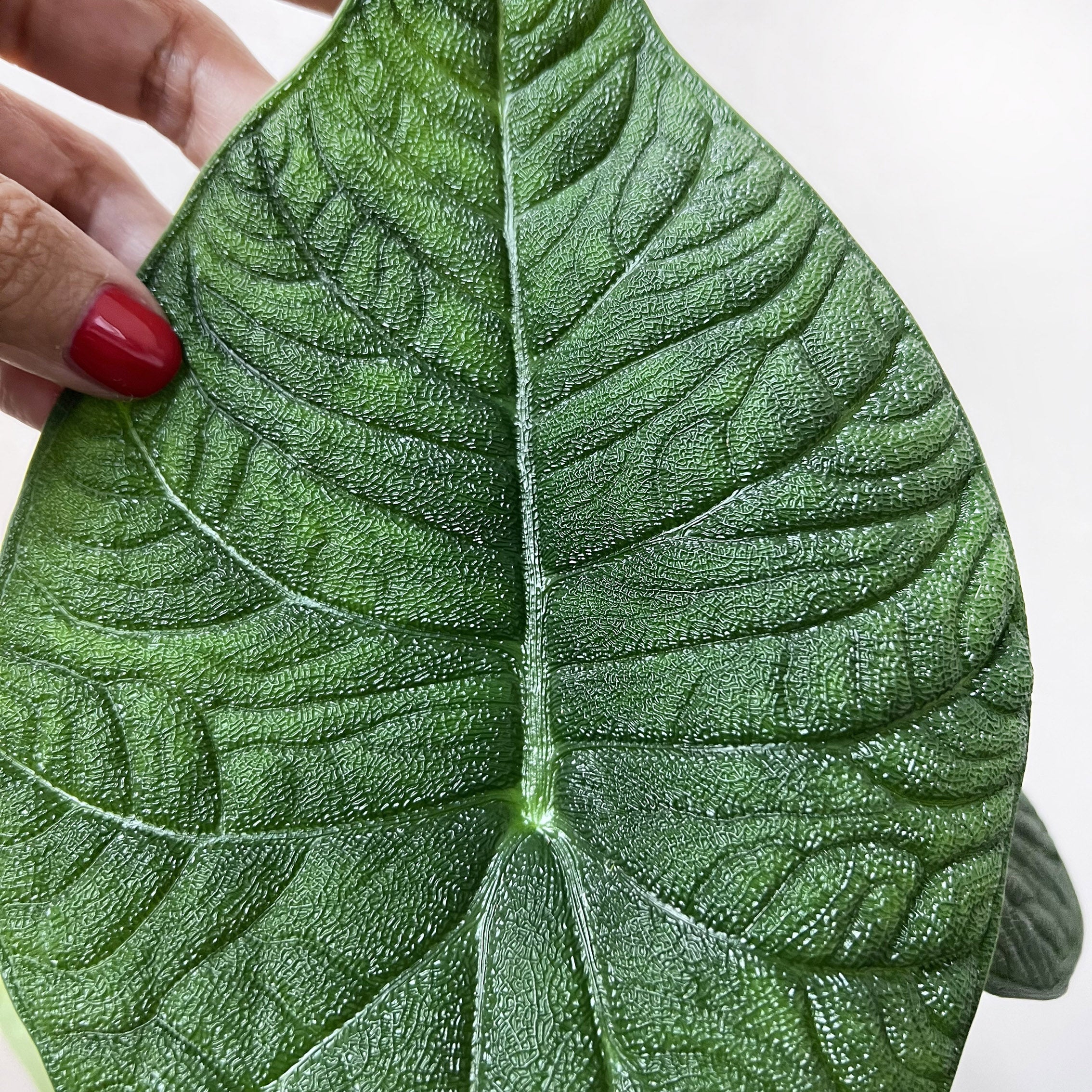 Alocasia Melo