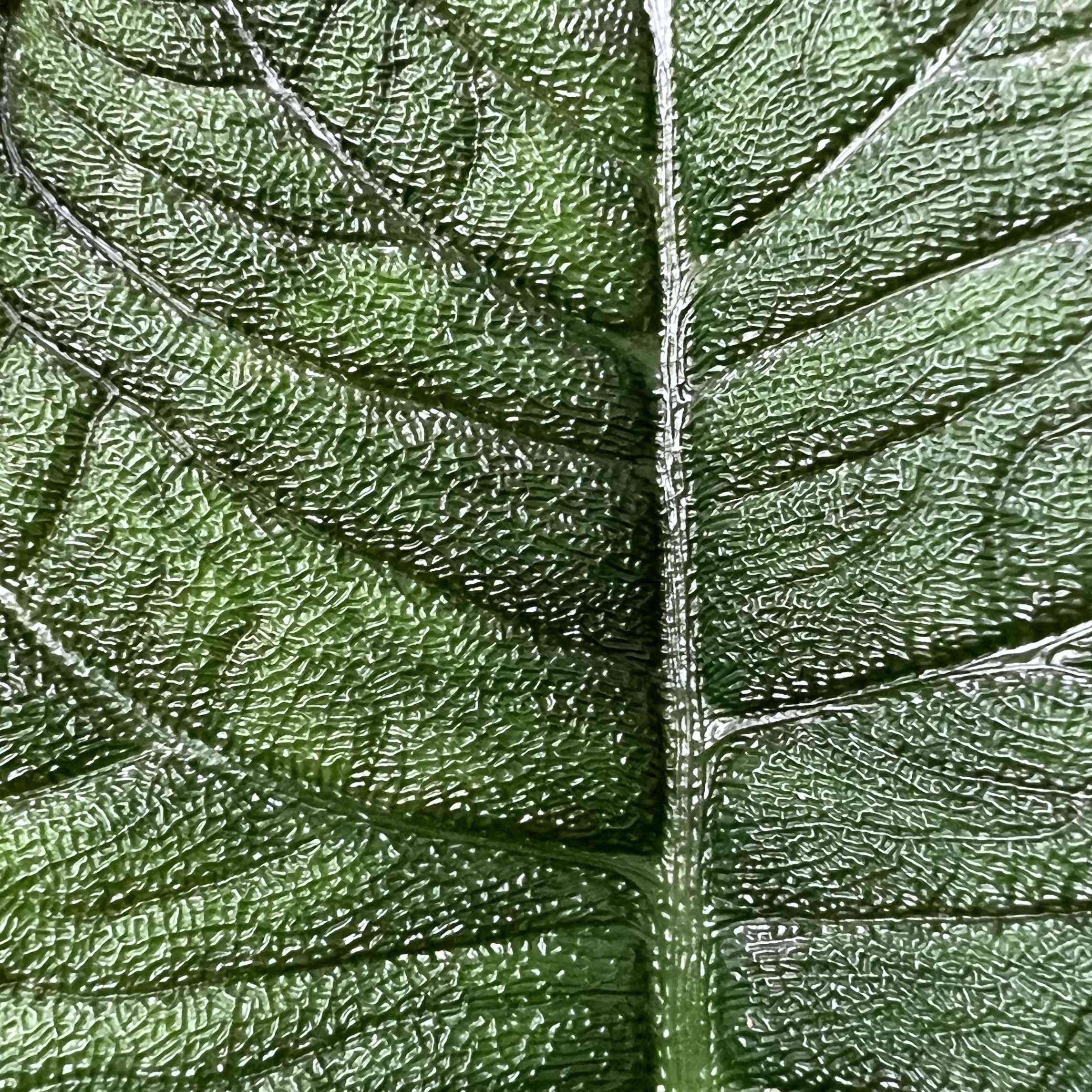 Alocasia Melo
