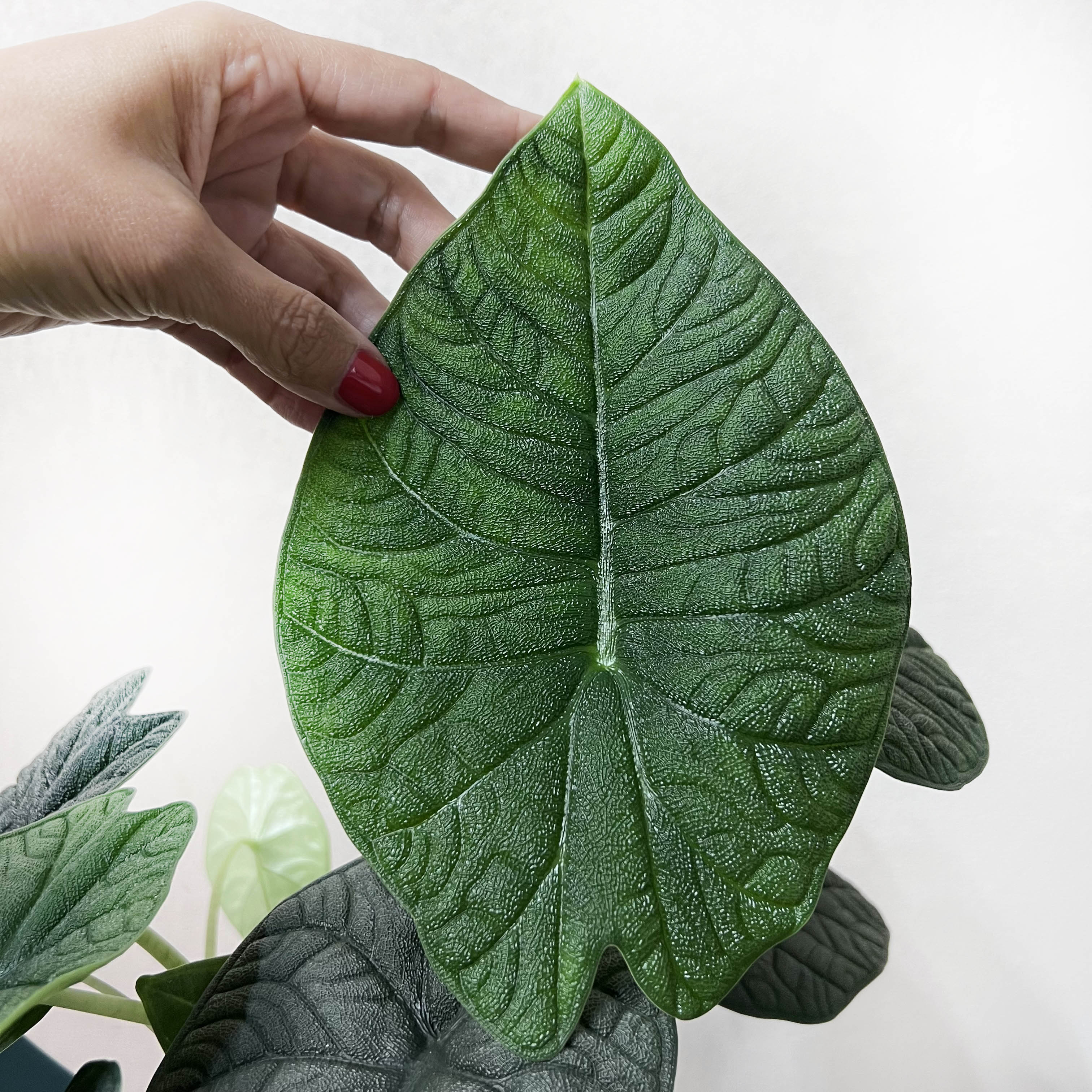 Alocasia Melo