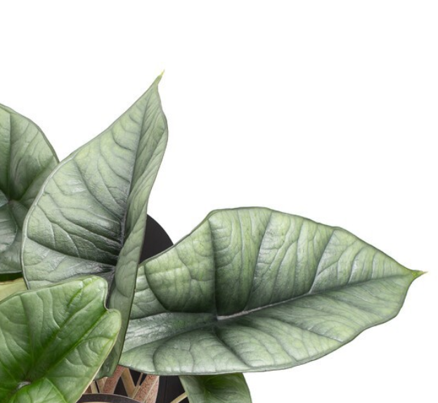 Alocasia Platinum