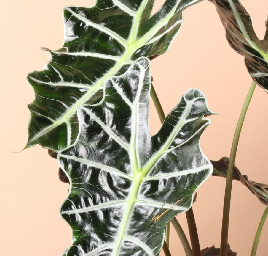 Alocasia Polly