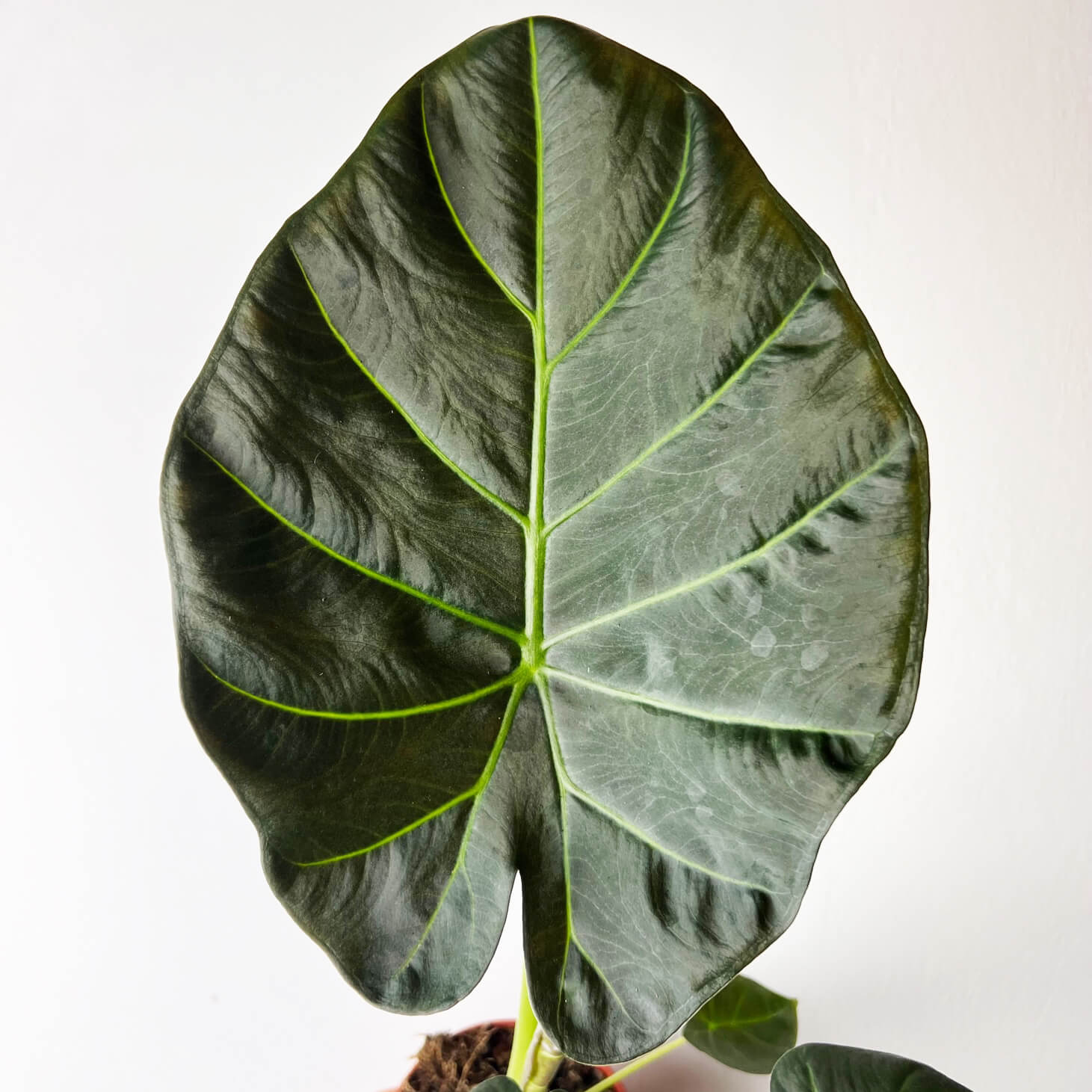 Alocasia Regal Shields