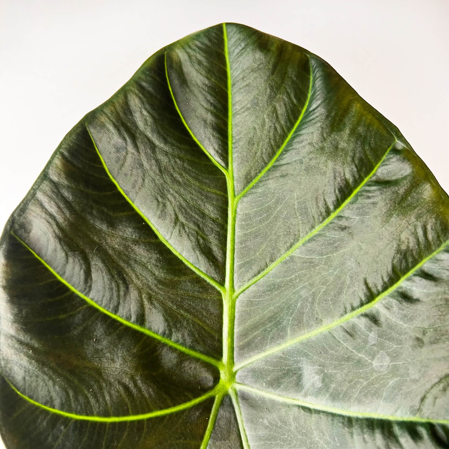 Alocasia Regal Shields