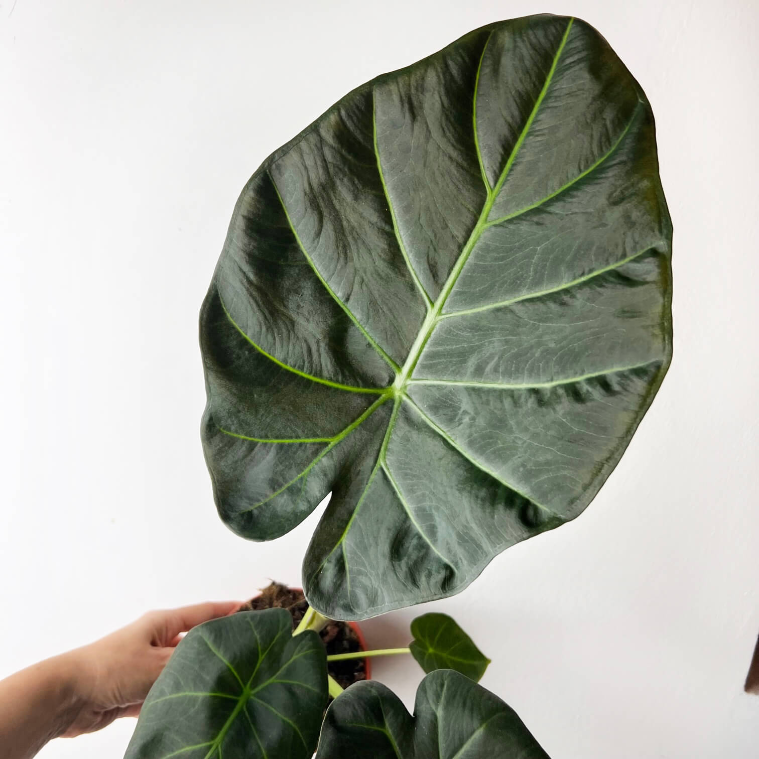 Alocasia Regal Shields